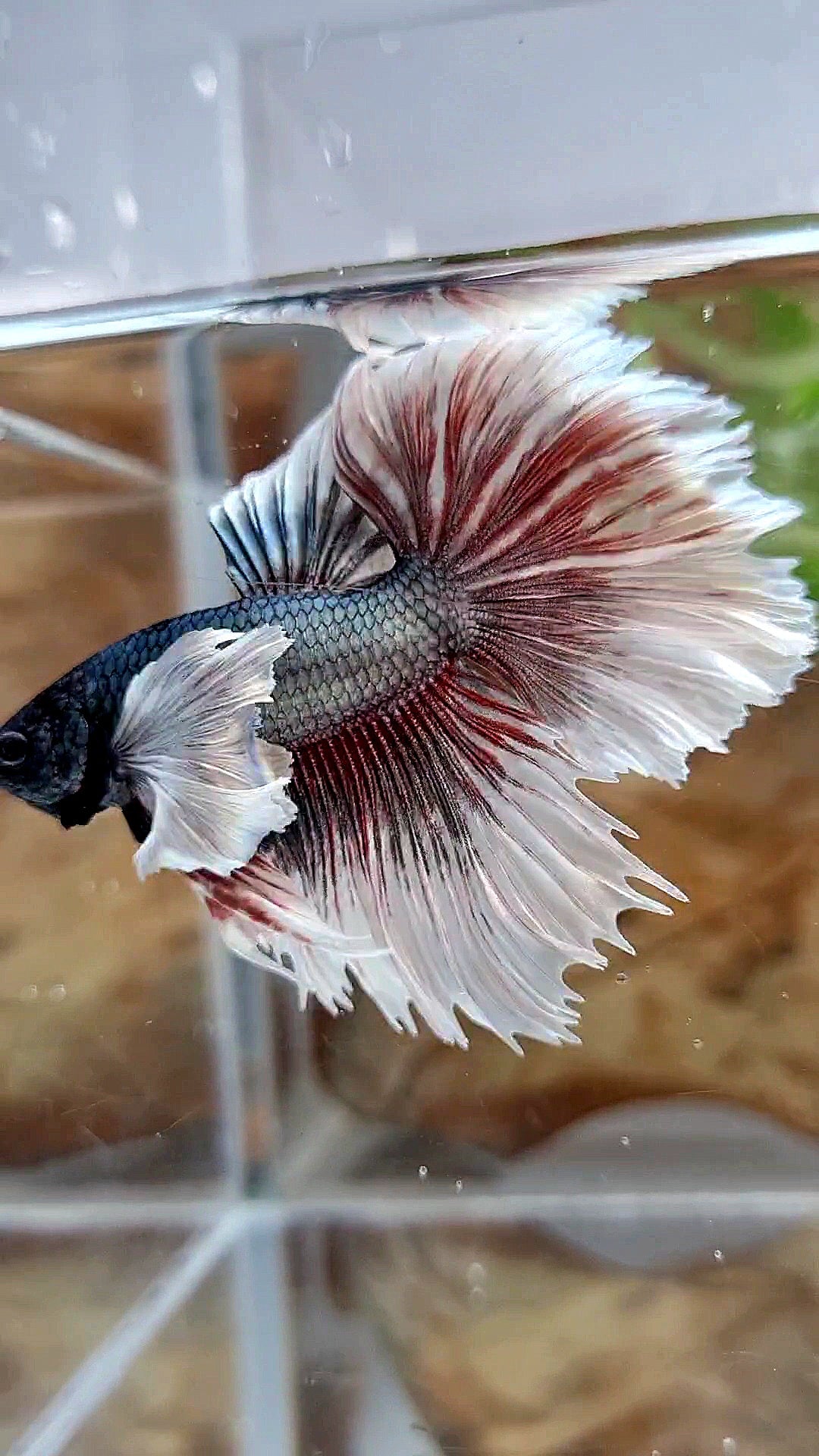 HALFMOON DUMBO EAR ROSETAIL COPPER BUTTERFLY BETTA FISH