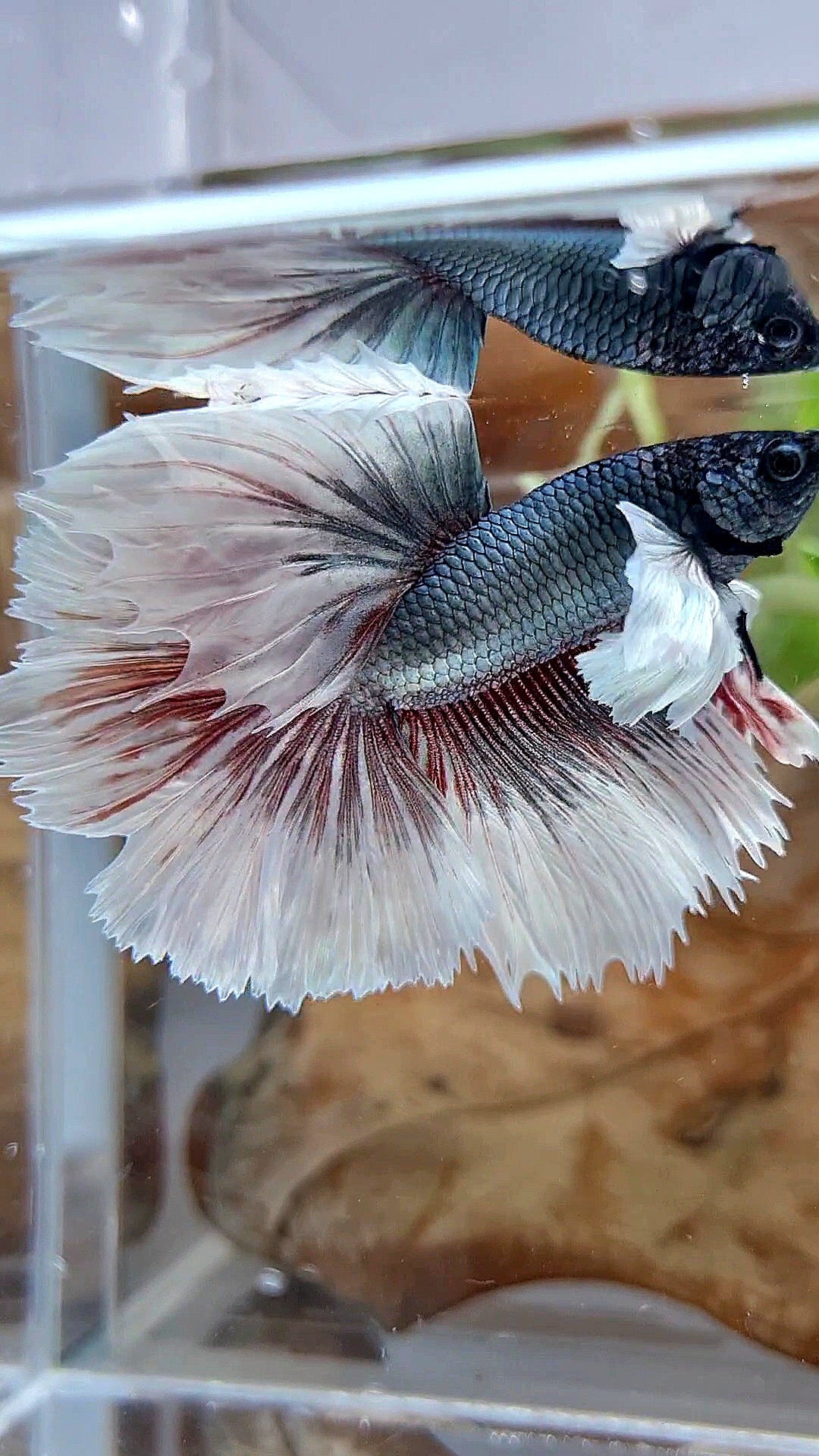 HALFMOON DUMBO EAR ROSETAIL COPPER BUTTERFLY BETTA FISH