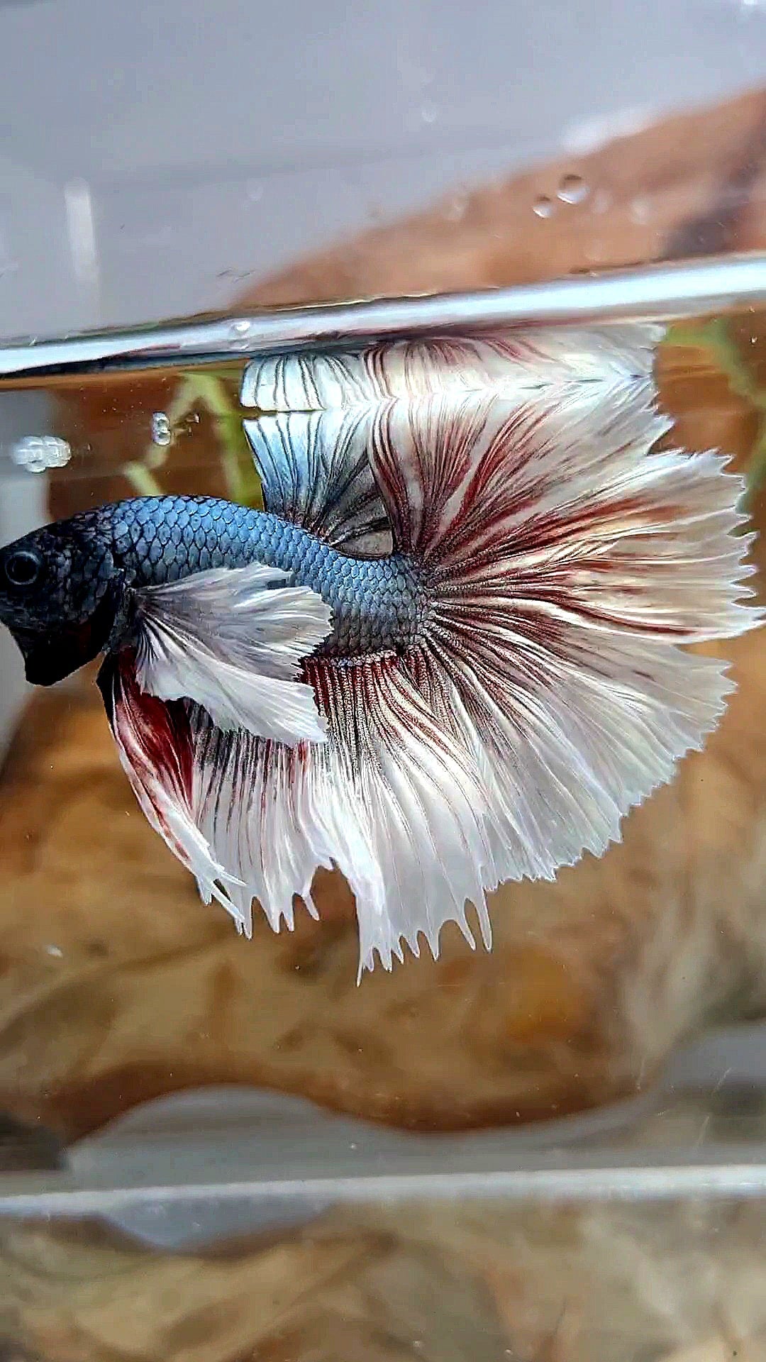 HALFMOON DUMBO EAR ROSETAIL COPPER BUTTERFLY BETTA FISH