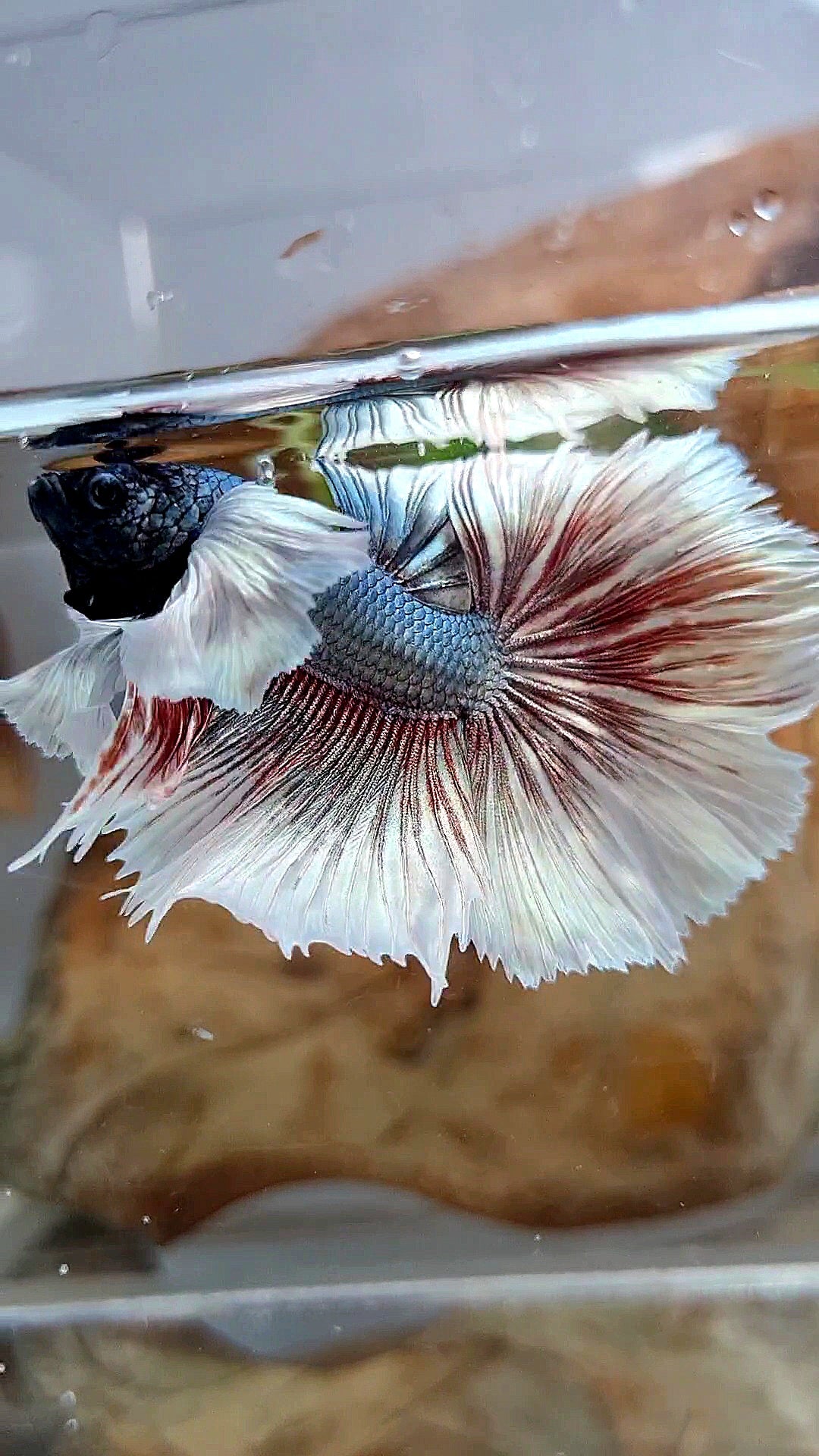 HALFMOON DUMBO EAR ROSETAIL COPPER BUTTERFLY BETTA FISH