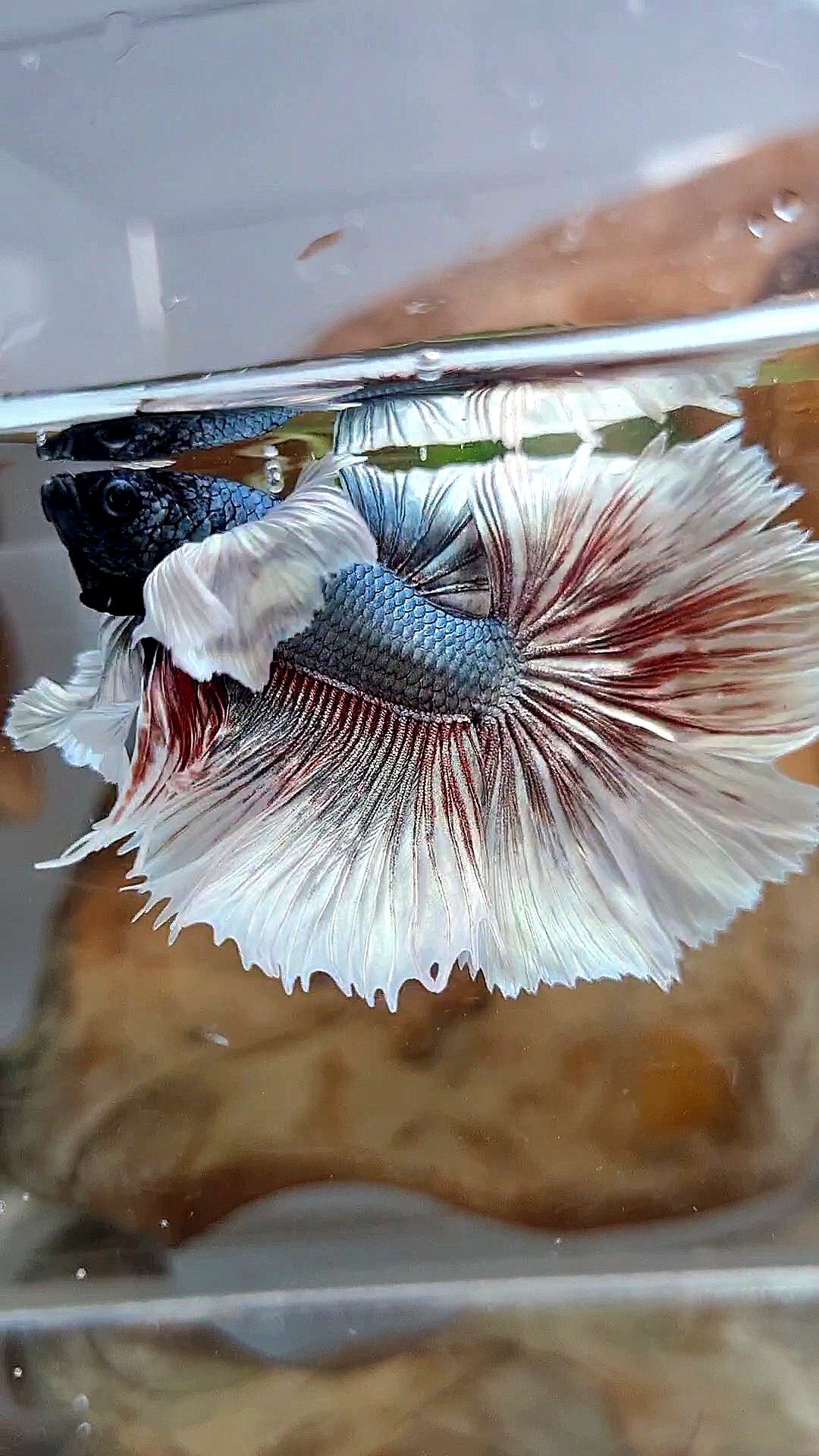 HALFMOON DUMBO EAR ROSETAIL COPPER BUTTERFLY BETTA FISH