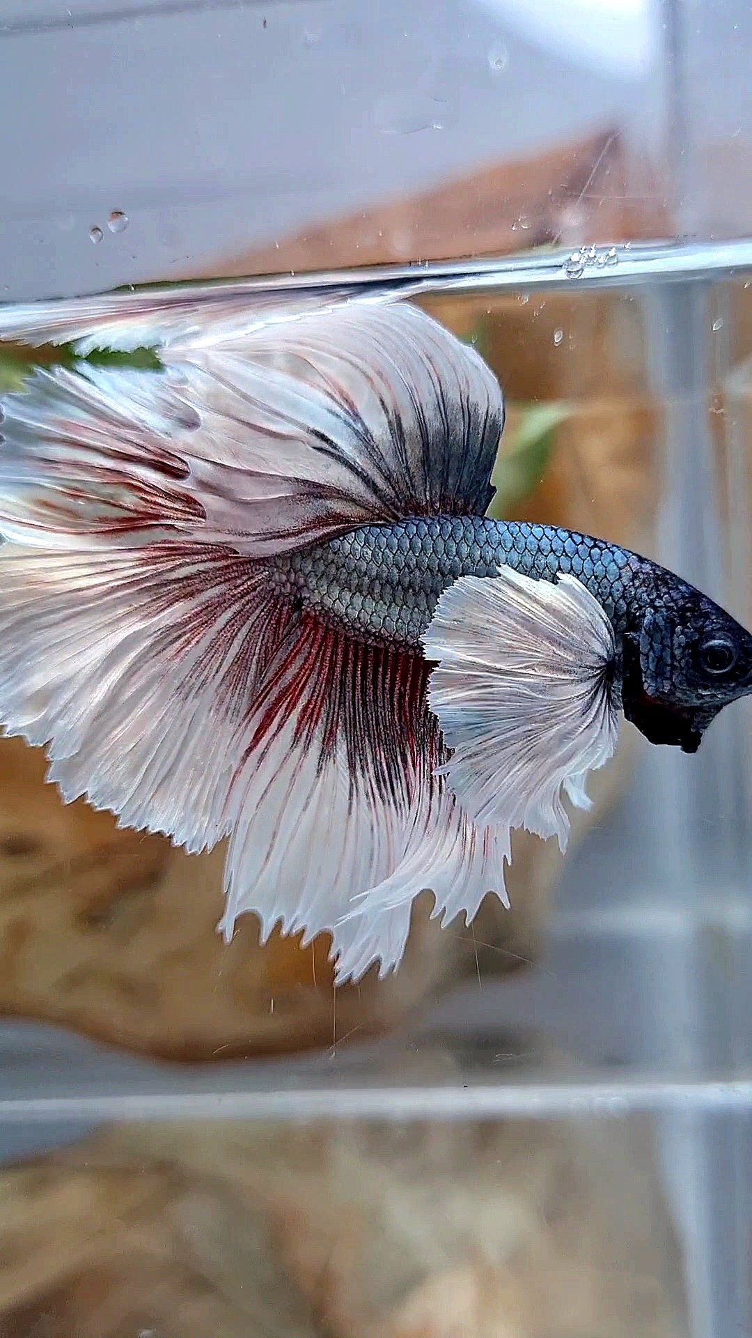 HALFMOON DUMBO EAR ROSETAIL COPPER BUTTERFLY BETTA FISH