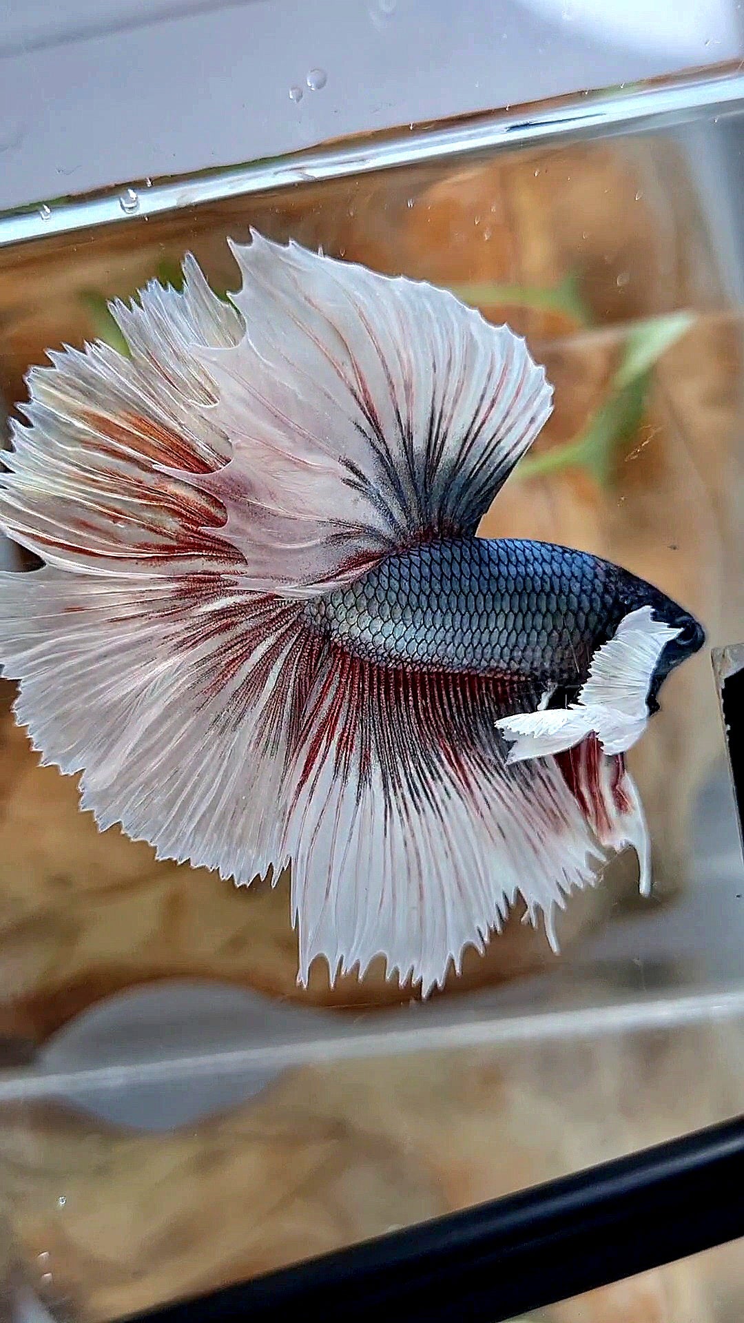 HALFMOON DUMBO EAR ROSETAIL COPPER BUTTERFLY BETTA FISH