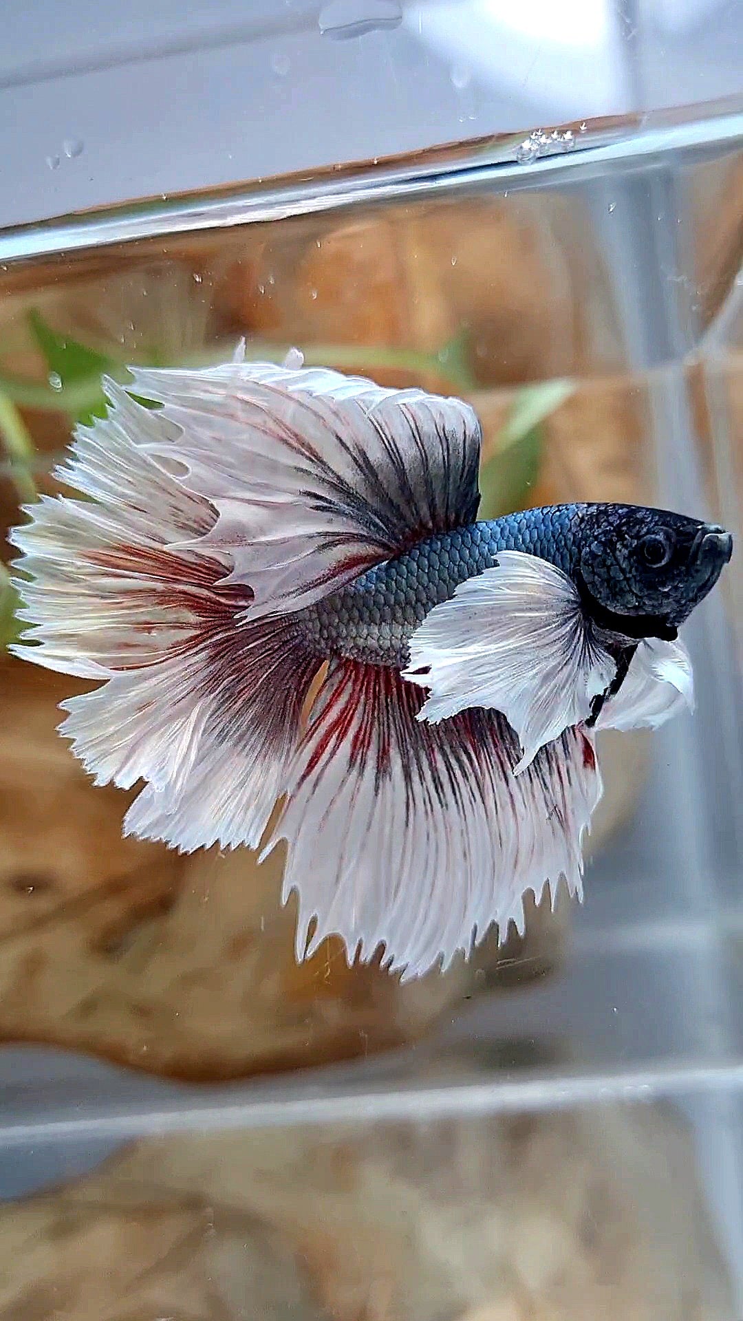 HALFMOON DUMBO EAR ROSETAIL COPPER BUTTERFLY BETTA FISH