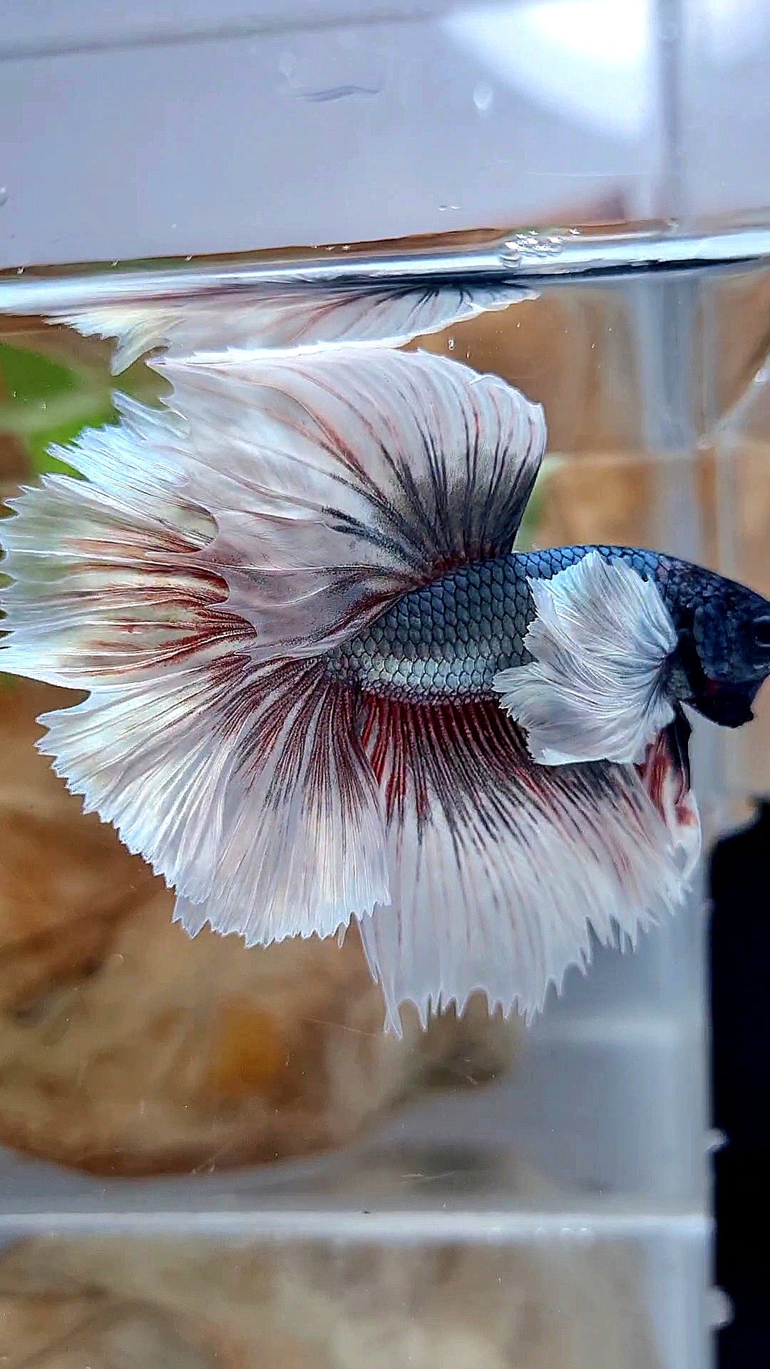 HALFMOON DUMBO EAR ROSETAIL COPPER BUTTERFLY BETTA FISH