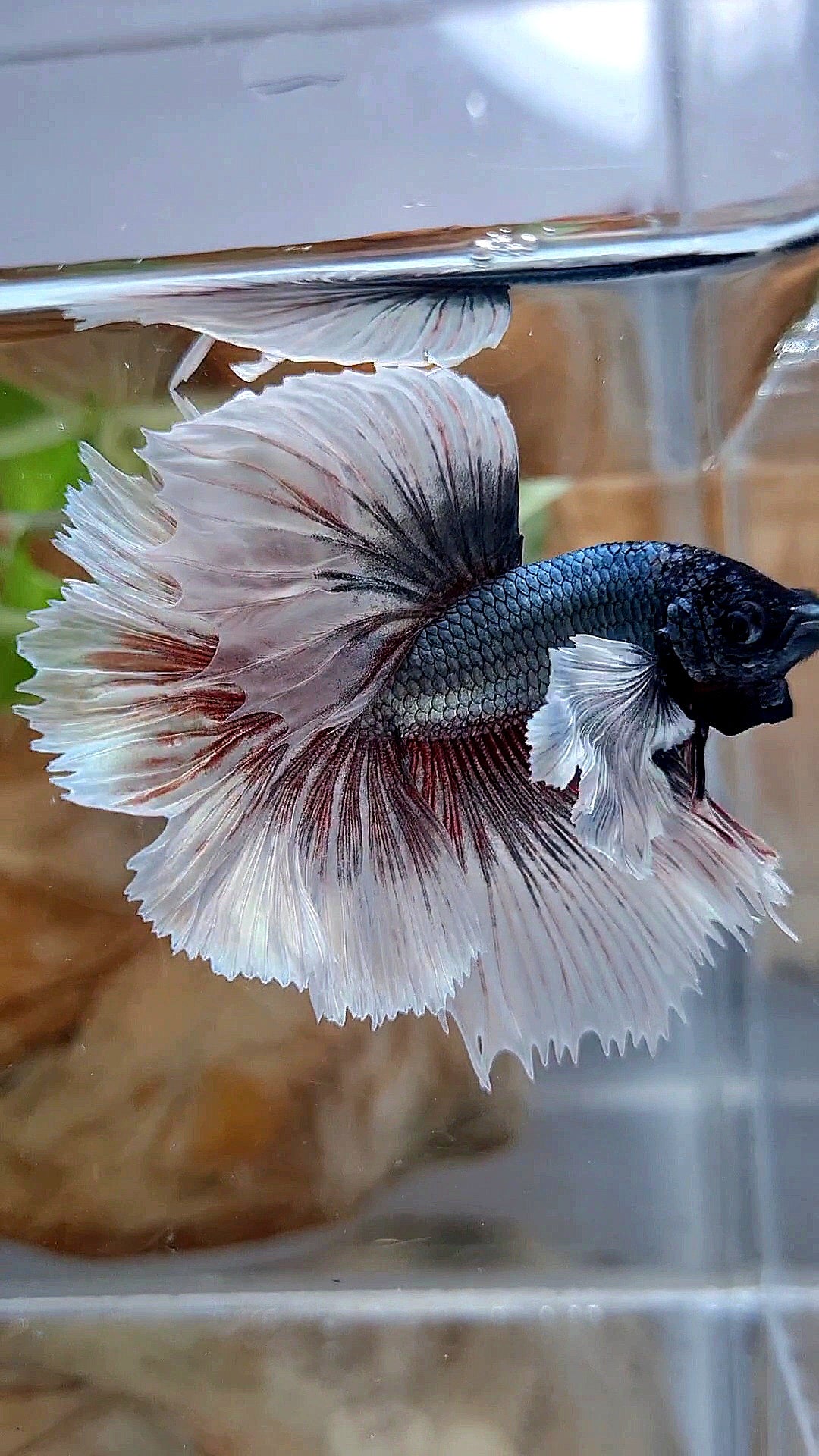 HALFMOON DUMBO EAR ROSETAIL COPPER BUTTERFLY BETTA FISH