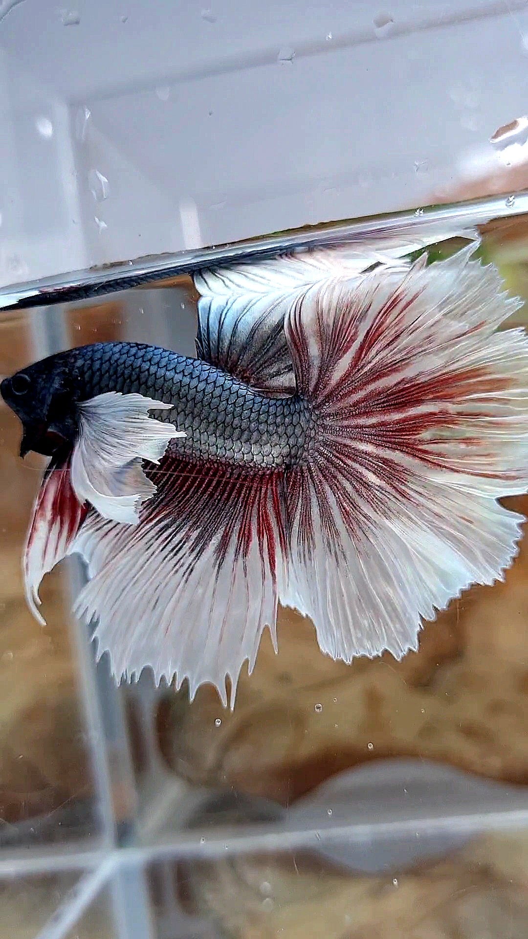 HALFMOON DUMBO EAR ROSETAIL COPPER BUTTERFLY BETTA FISH