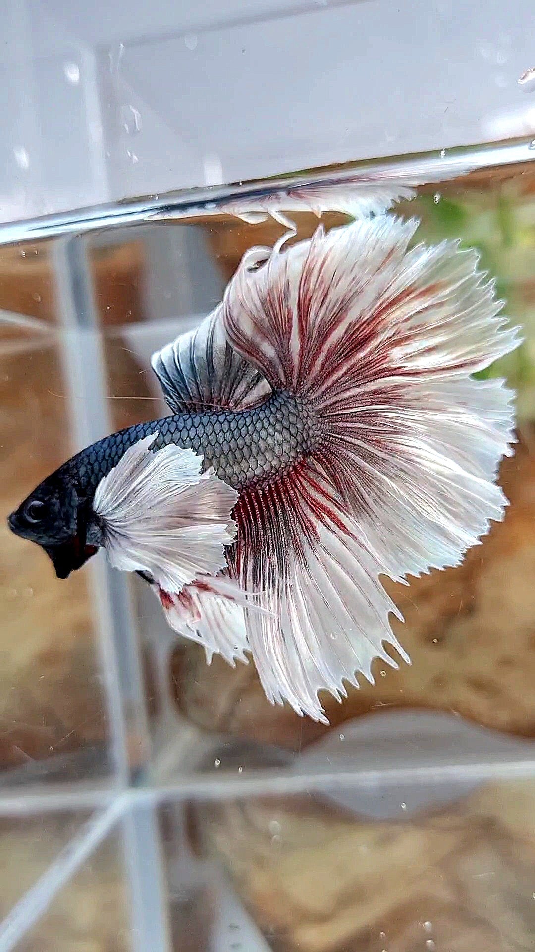 HALFMOON DUMBO EAR ROSETAIL COPPER BUTTERFLY BETTA FISH