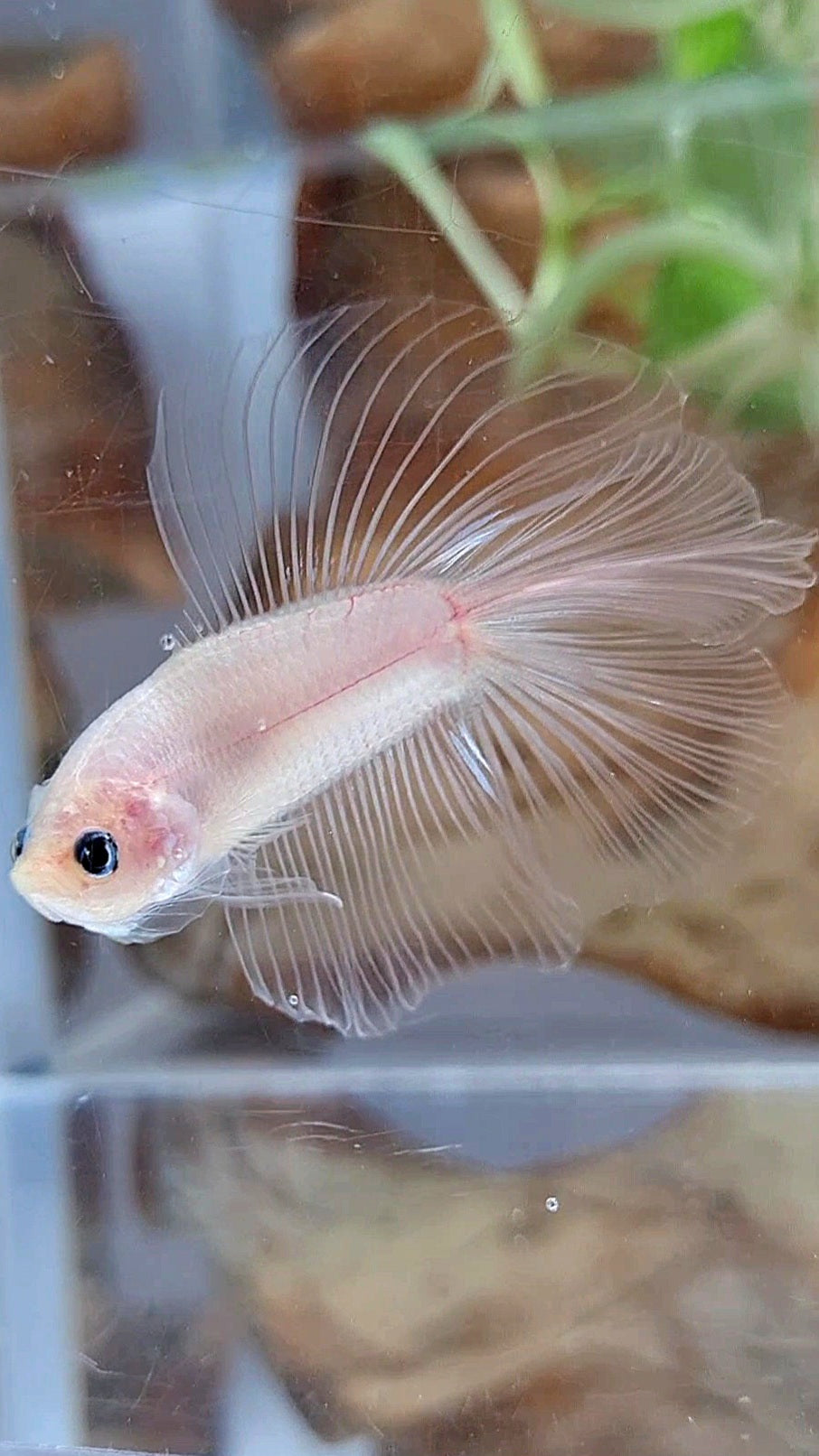 HALFMOON DOUBLE TAIL CELLOPHANE TRANSPARENT BETTA FISH