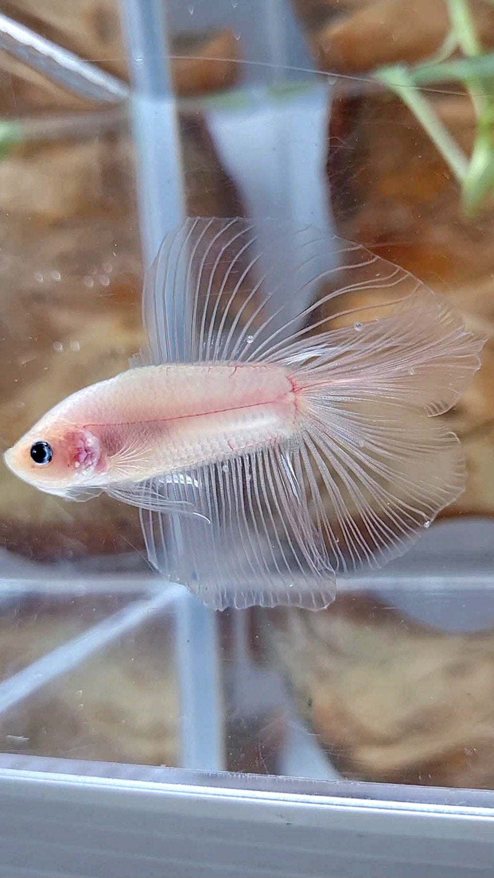 HALFMOON DOUBLE TAIL CELLOPHANE TRANSPARENT BETTA FISH