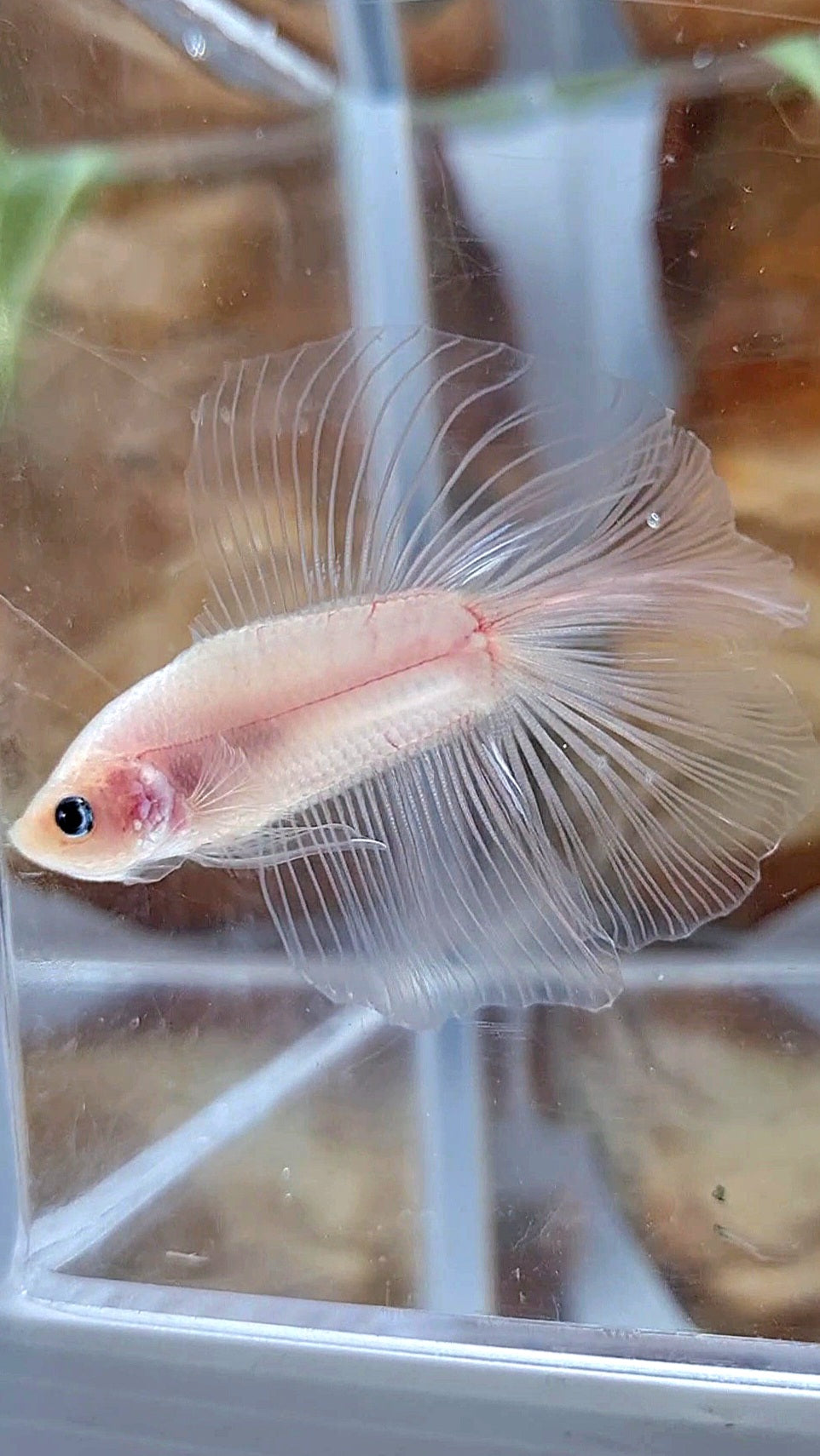 HALFMOON DOUBLE TAIL CELLOPHANE TRANSPARENT BETTA FISH