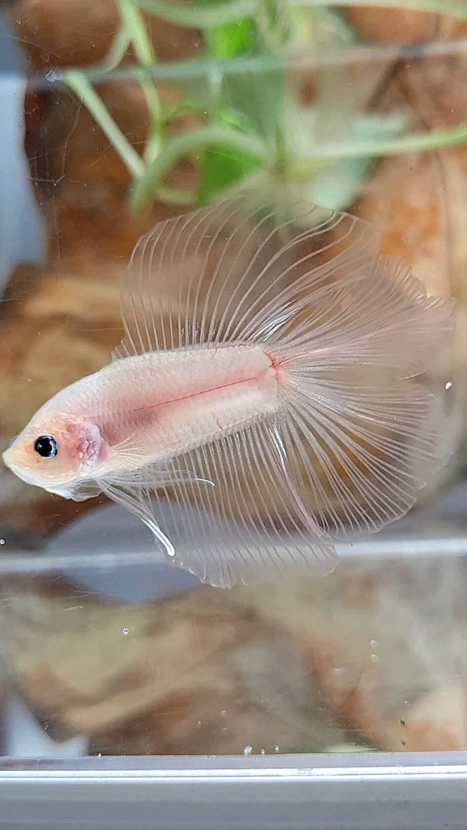 HALFMOON DOUBLE TAIL CELLOPHANE TRANSPARENT BETTA FISH