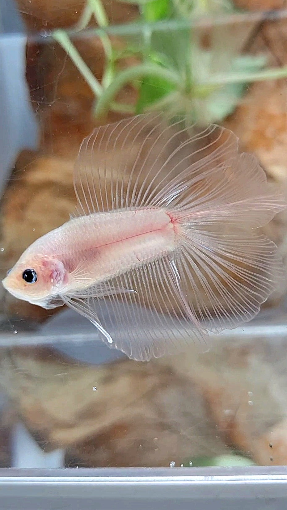 HALFMOON DOUBLE TAIL CELLOPHANE TRANSPARENT BETTA FISH