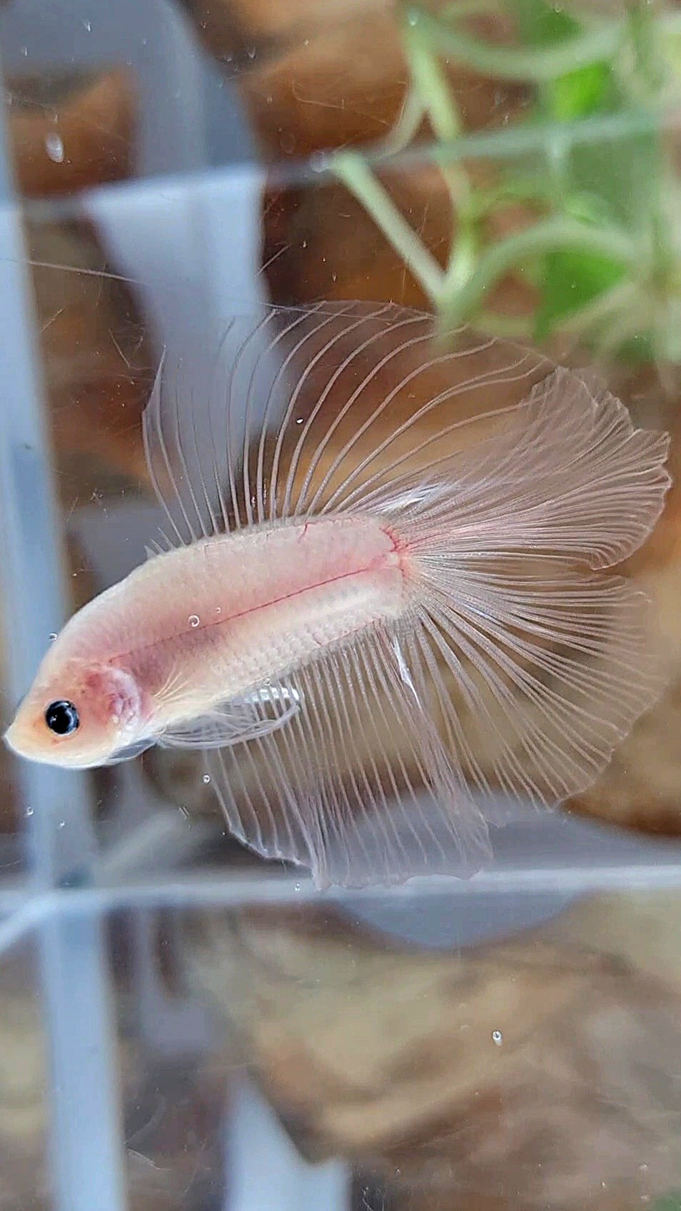 HALFMOON DOUBLE TAIL CELLOPHANE TRANSPARENT BETTA FISH