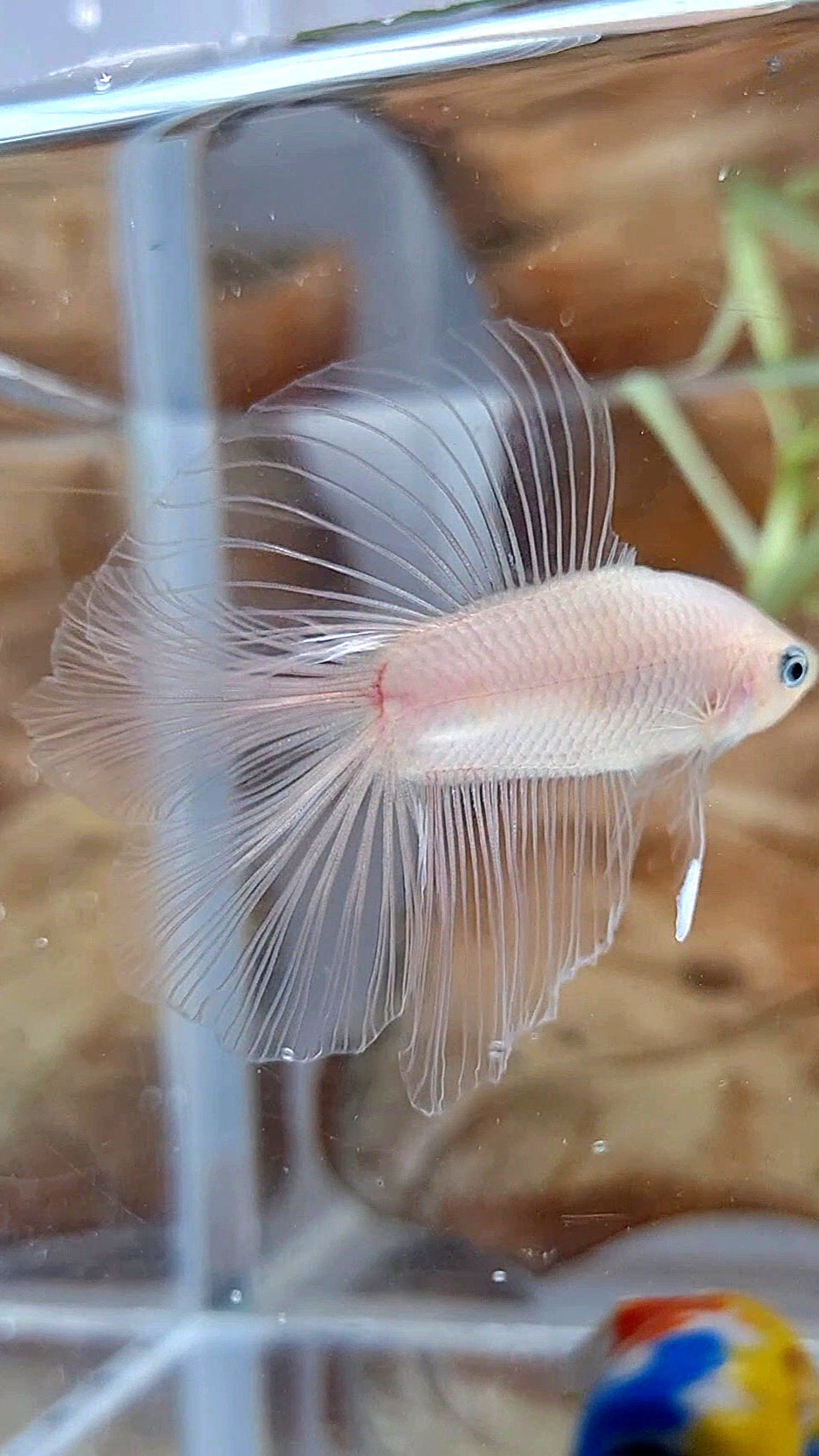 HALFMOON DOUBLE TAIL CELLOPHANE TRANSPARENT BETTA FISH
