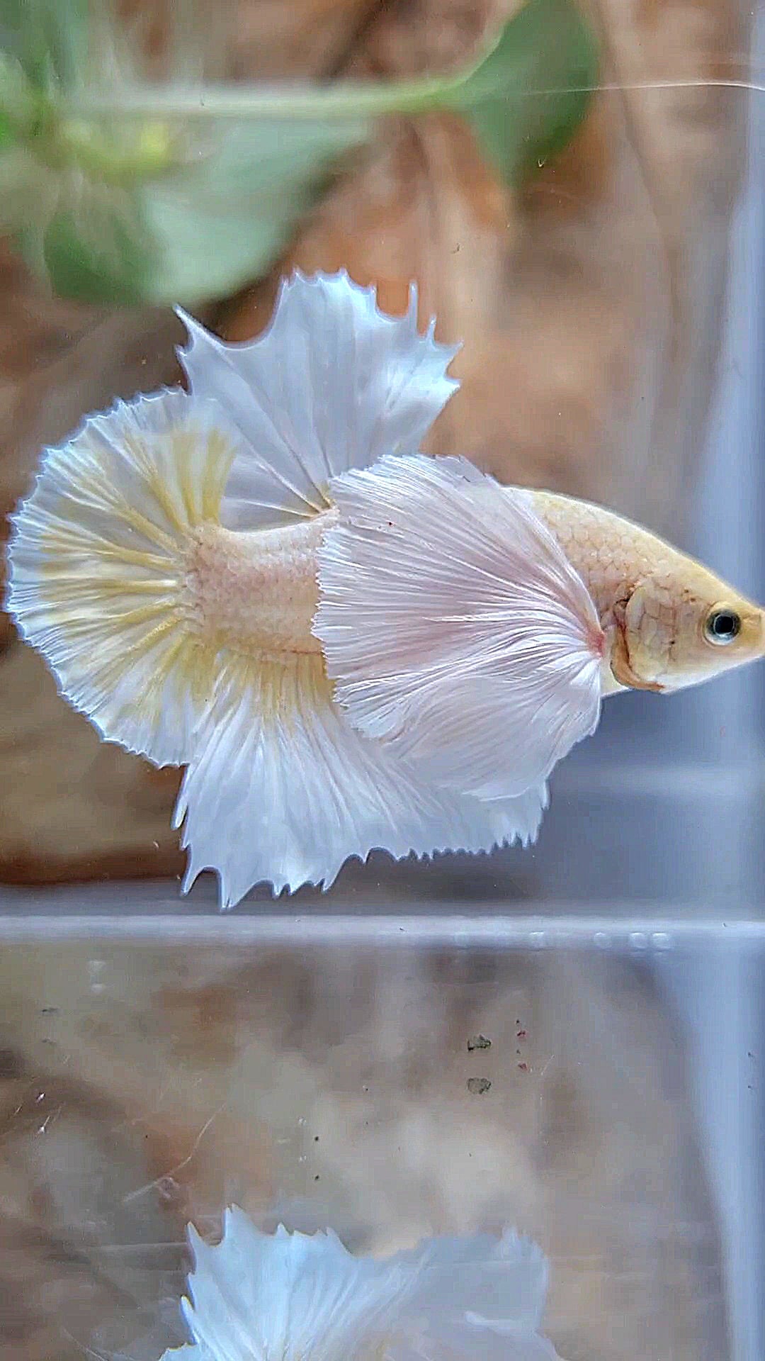HMPK SUPER DUMBO EAR GOLD BUTTERFLY BETTA FISH