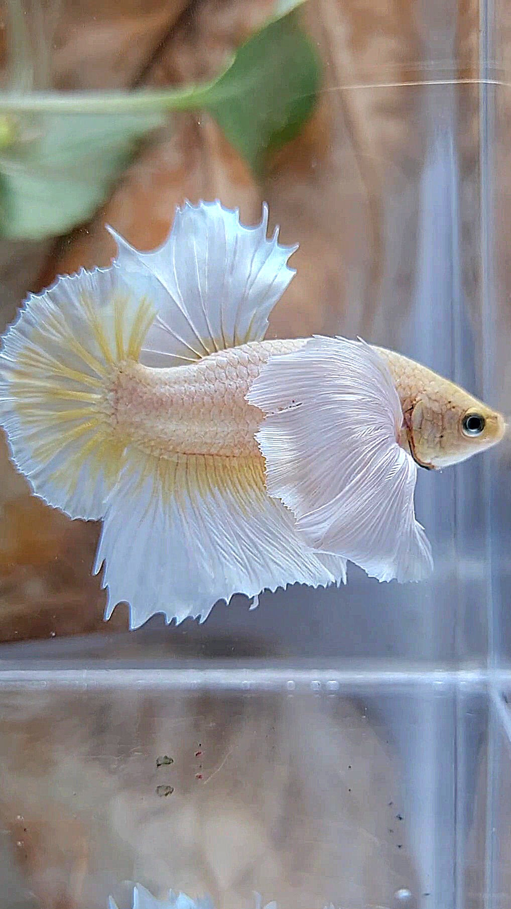 HMPK SUPER DUMBO EAR GOLD BUTTERFLY BETTA FISH