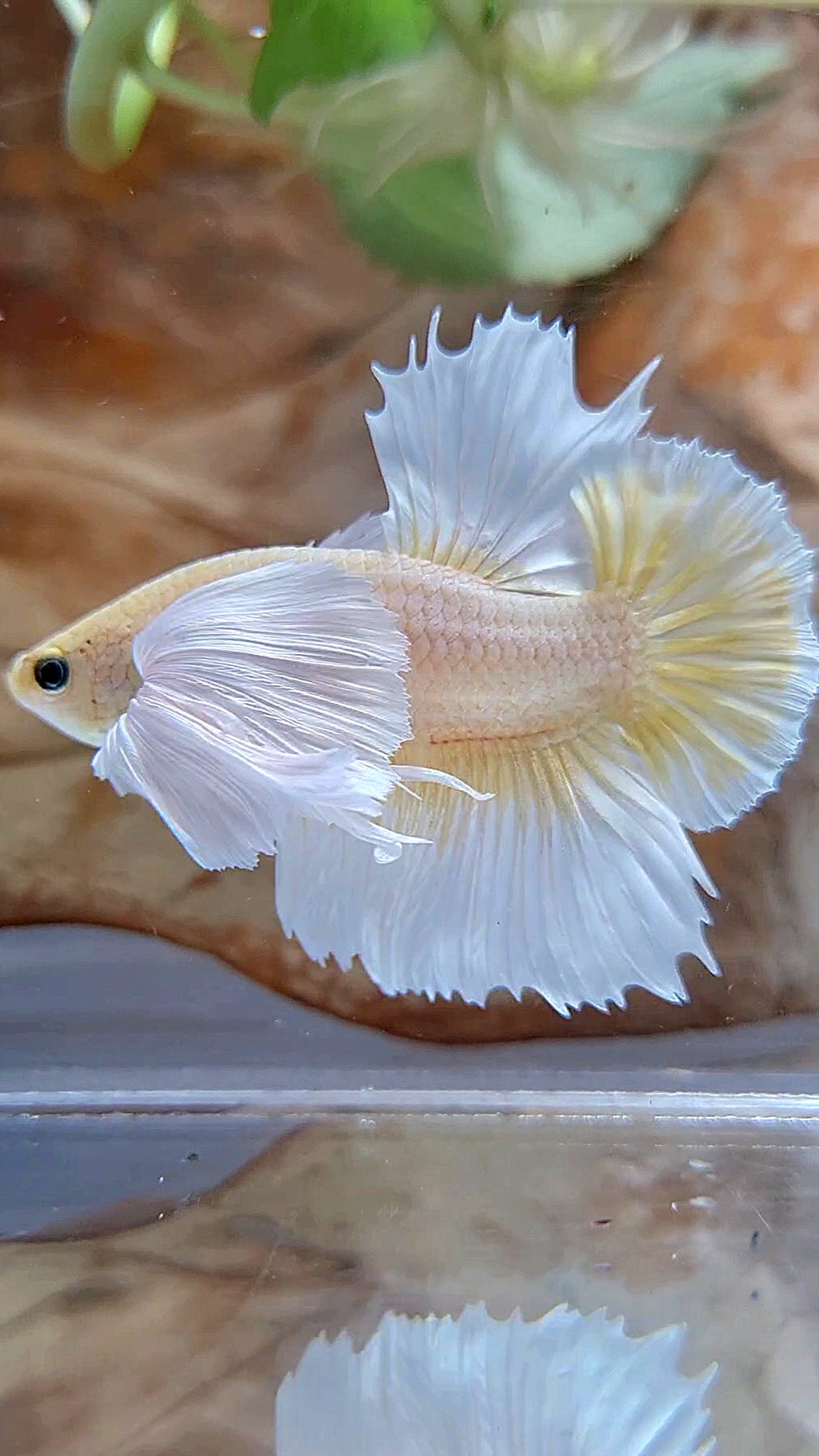 HMPK SUPER DUMBO EAR GOLD BUTTERFLY BETTA FISH