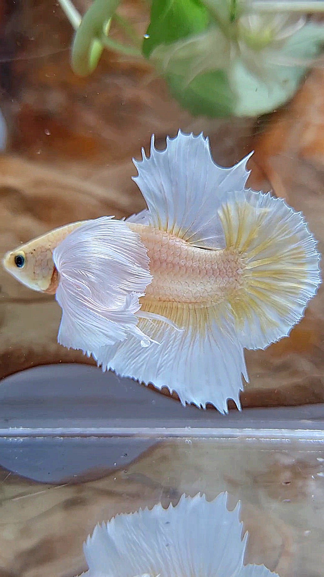 HMPK SUPER DUMBO EAR GOLD BUTTERFLY BETTA FISH