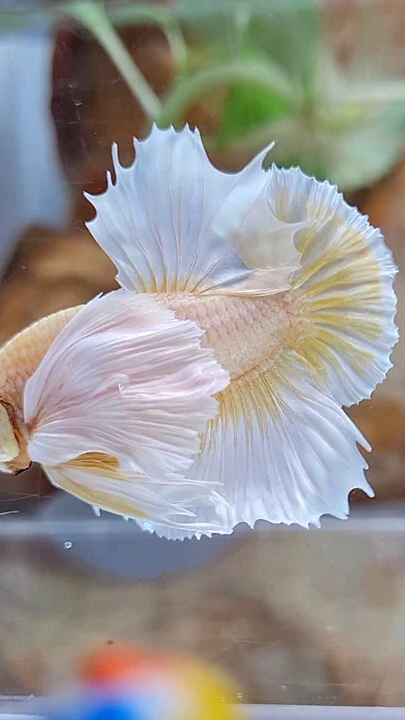 HMPK SUPER DUMBO EAR GOLD BUTTERFLY BETTA FISH