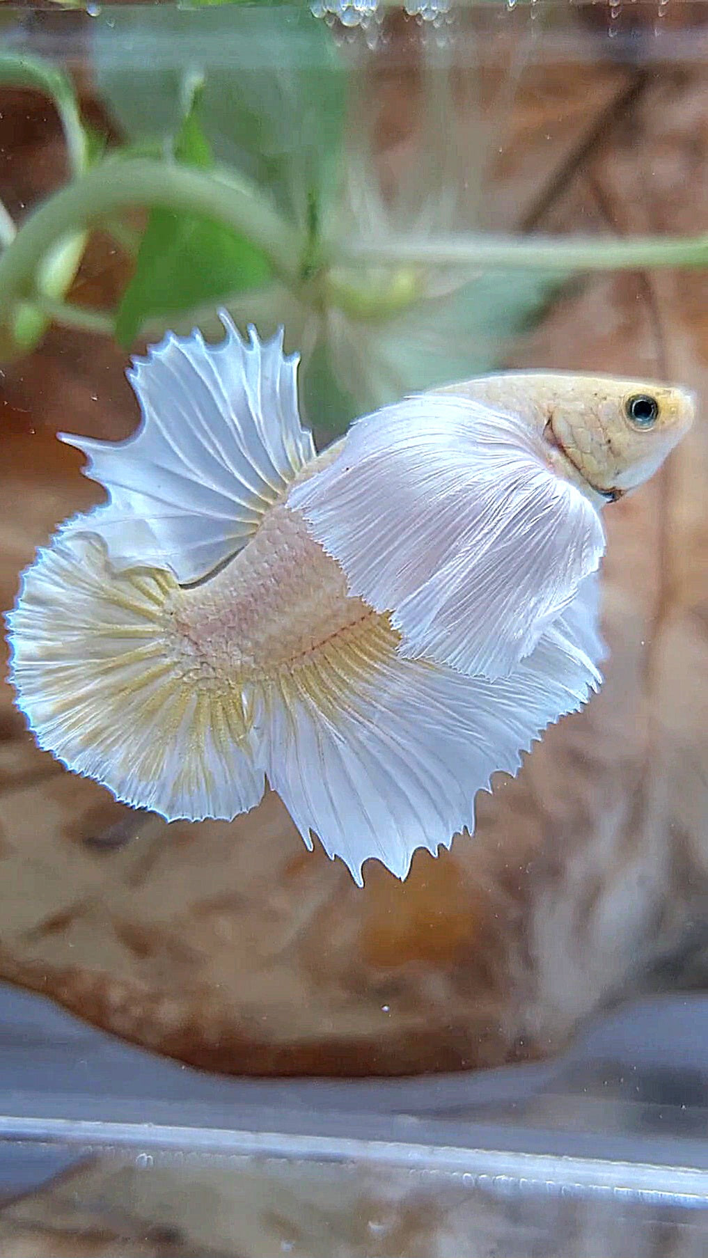 HMPK SUPER DUMBO EAR GOLD BUTTERFLY BETTA FISH
