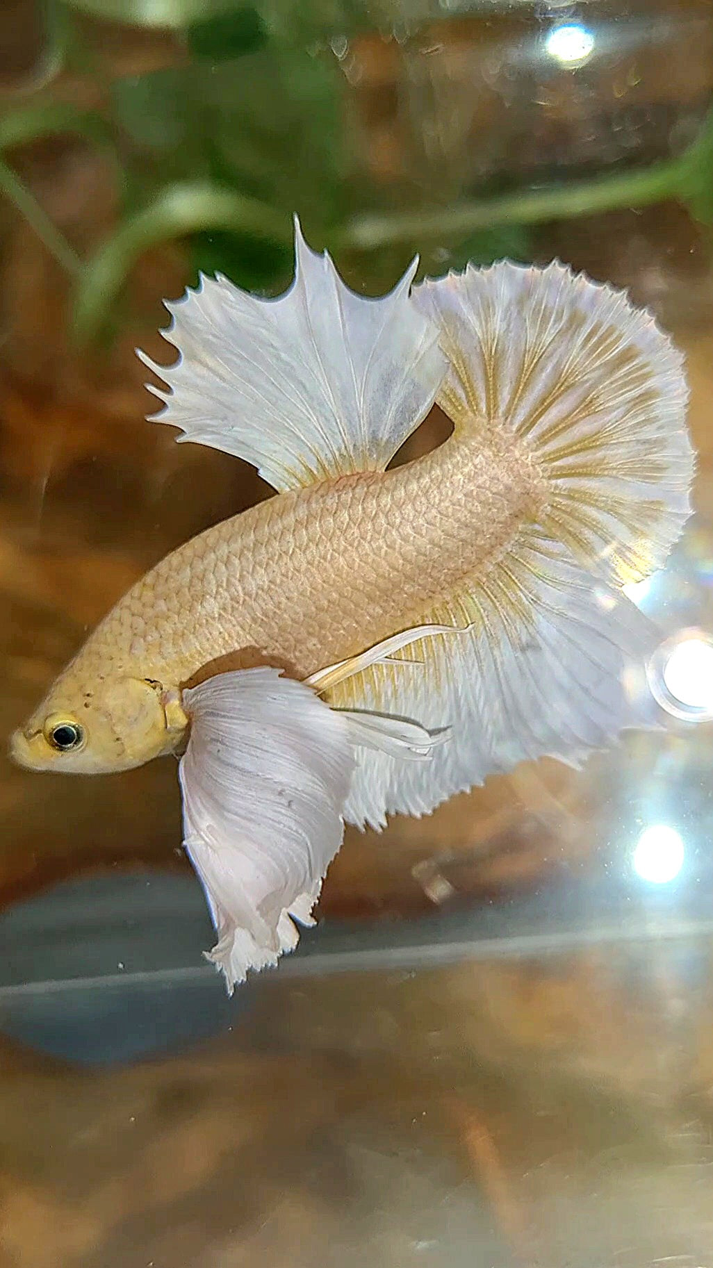 HMPK SUPER DUMBO EAR GOLD BUTTERFLY BETTA FISH