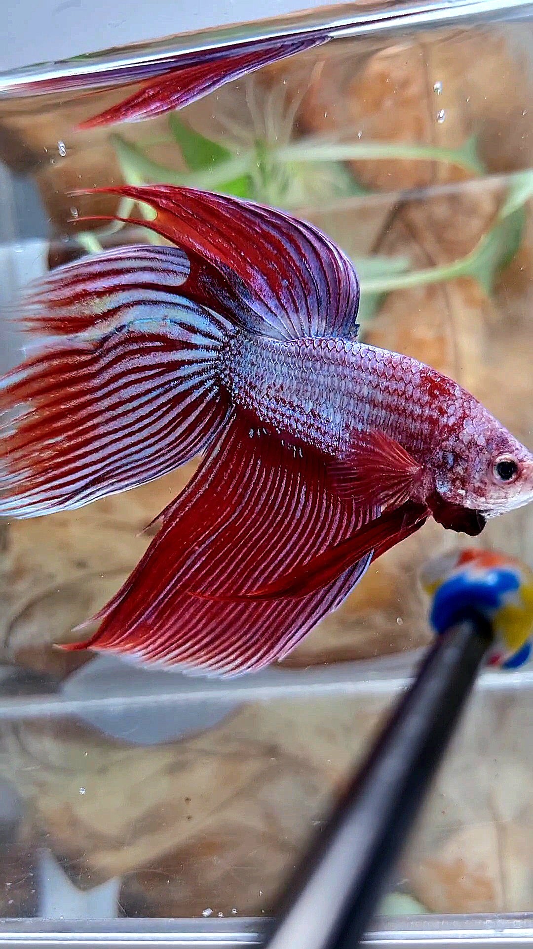 XL VEILTAIL MAGENTA UNICORN BETTA FISH