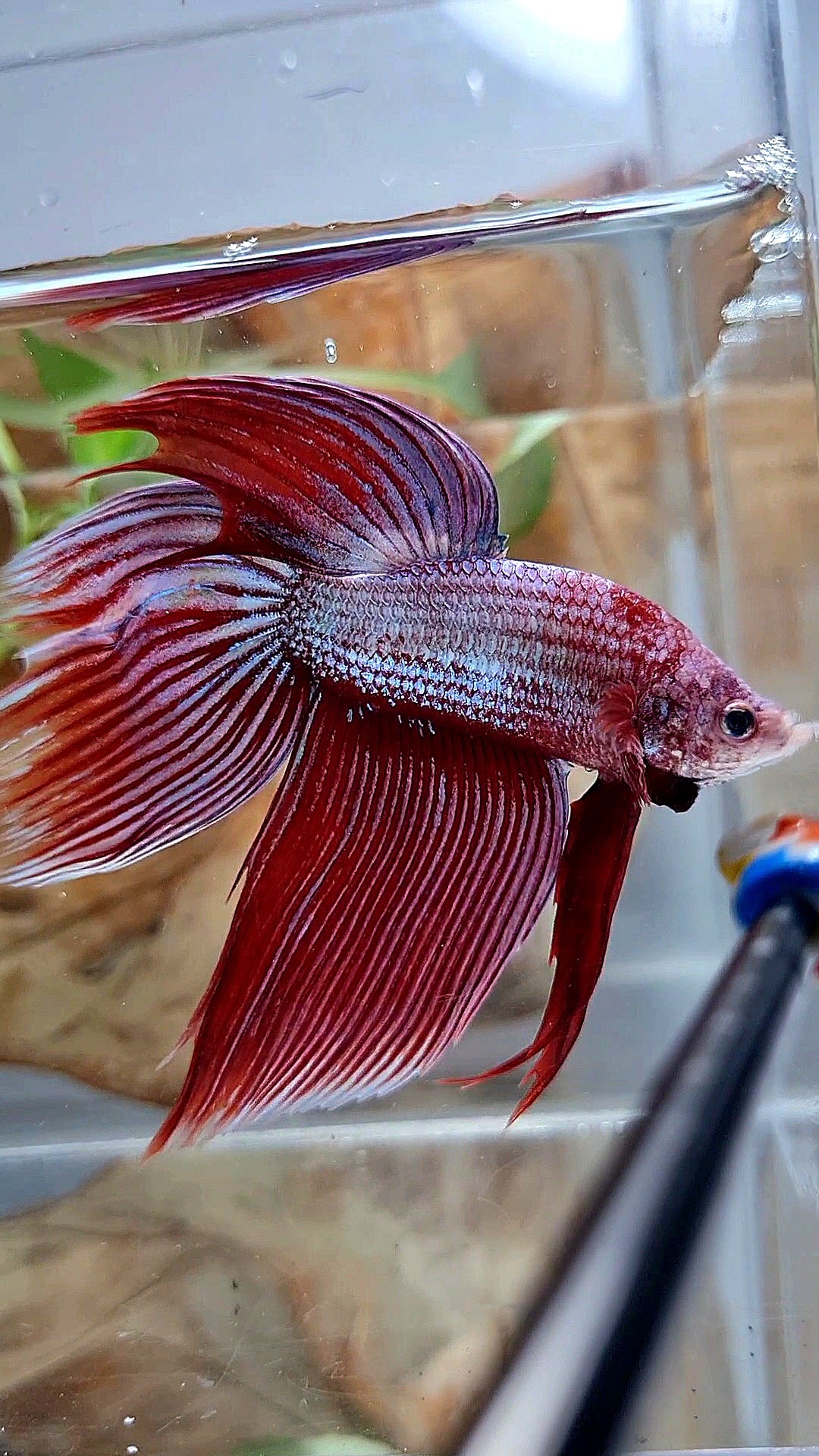 XL VEILTAIL MAGENTA UNICORN BETTA FISH