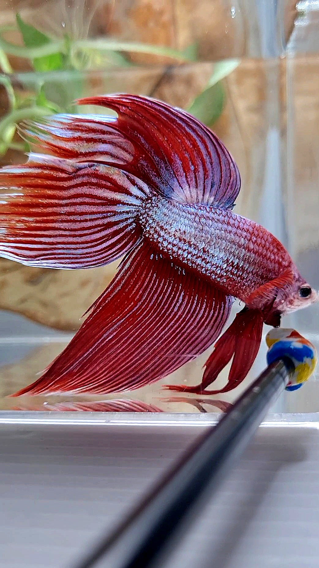 XL VEILTAIL MAGENTA UNICORN BETTA FISH