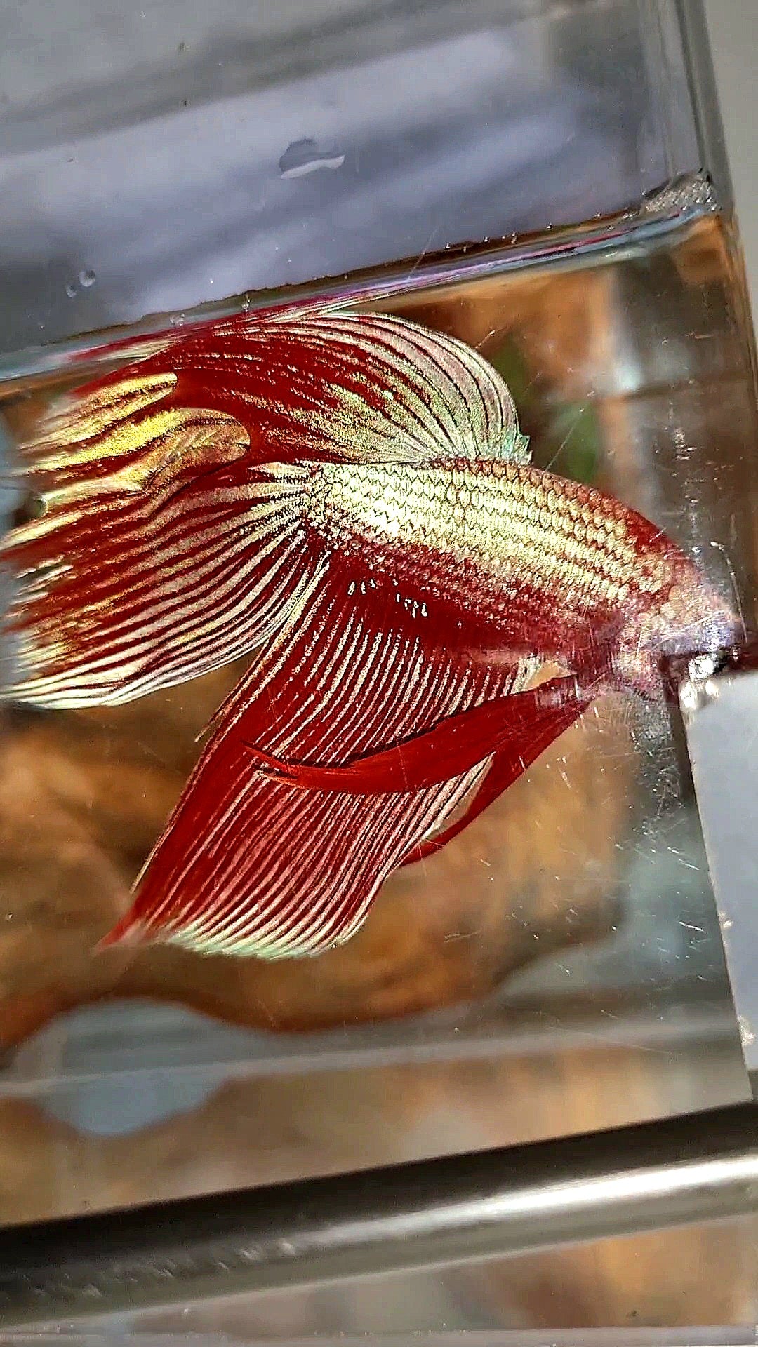 XL VEILTAIL MAGENTA UNICORN BETTA FISH