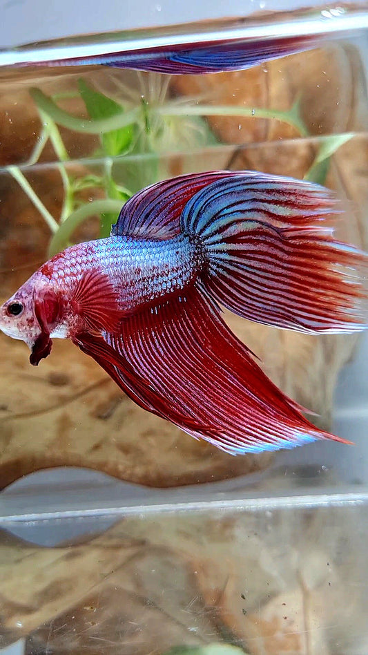 XL VEILTAIL MAGENTA UNICORN BETTA FISH