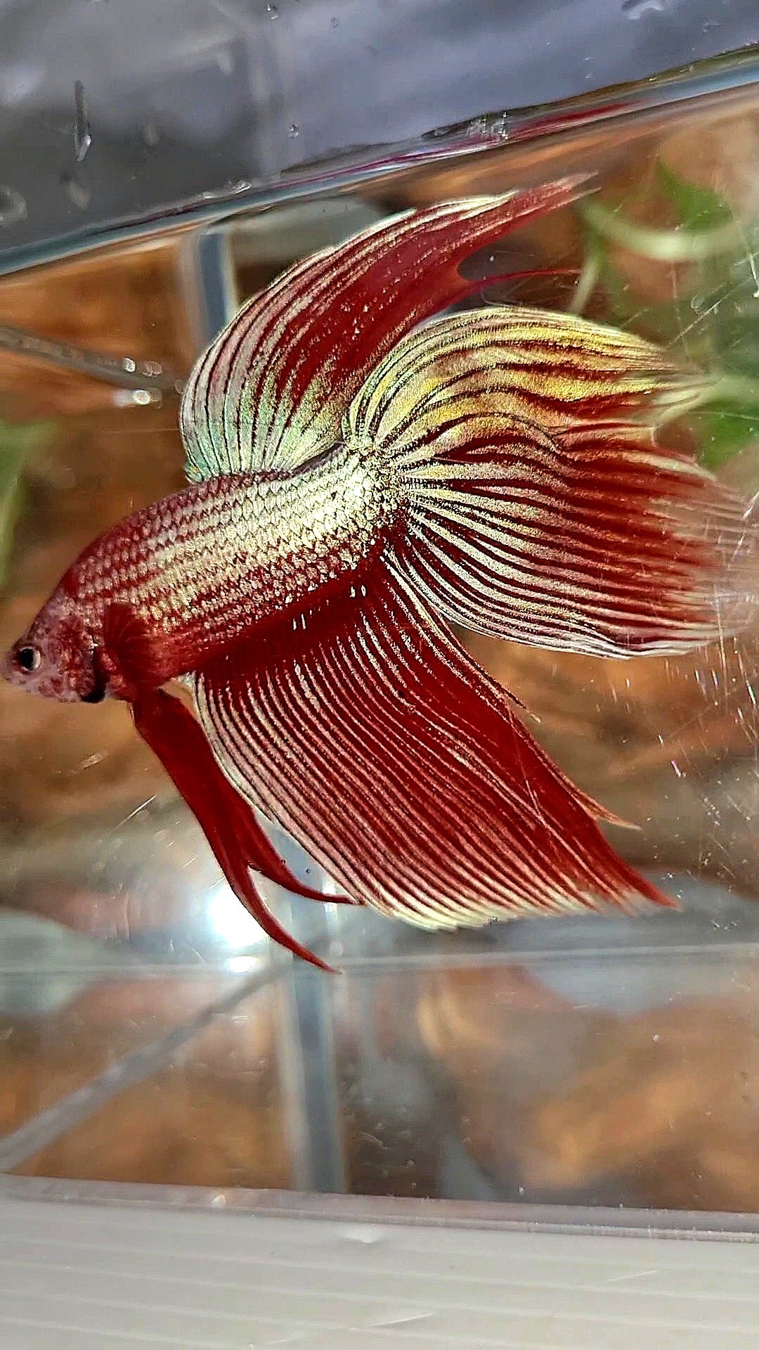 XL VEILTAIL MAGENTA UNICORN BETTA FISH
