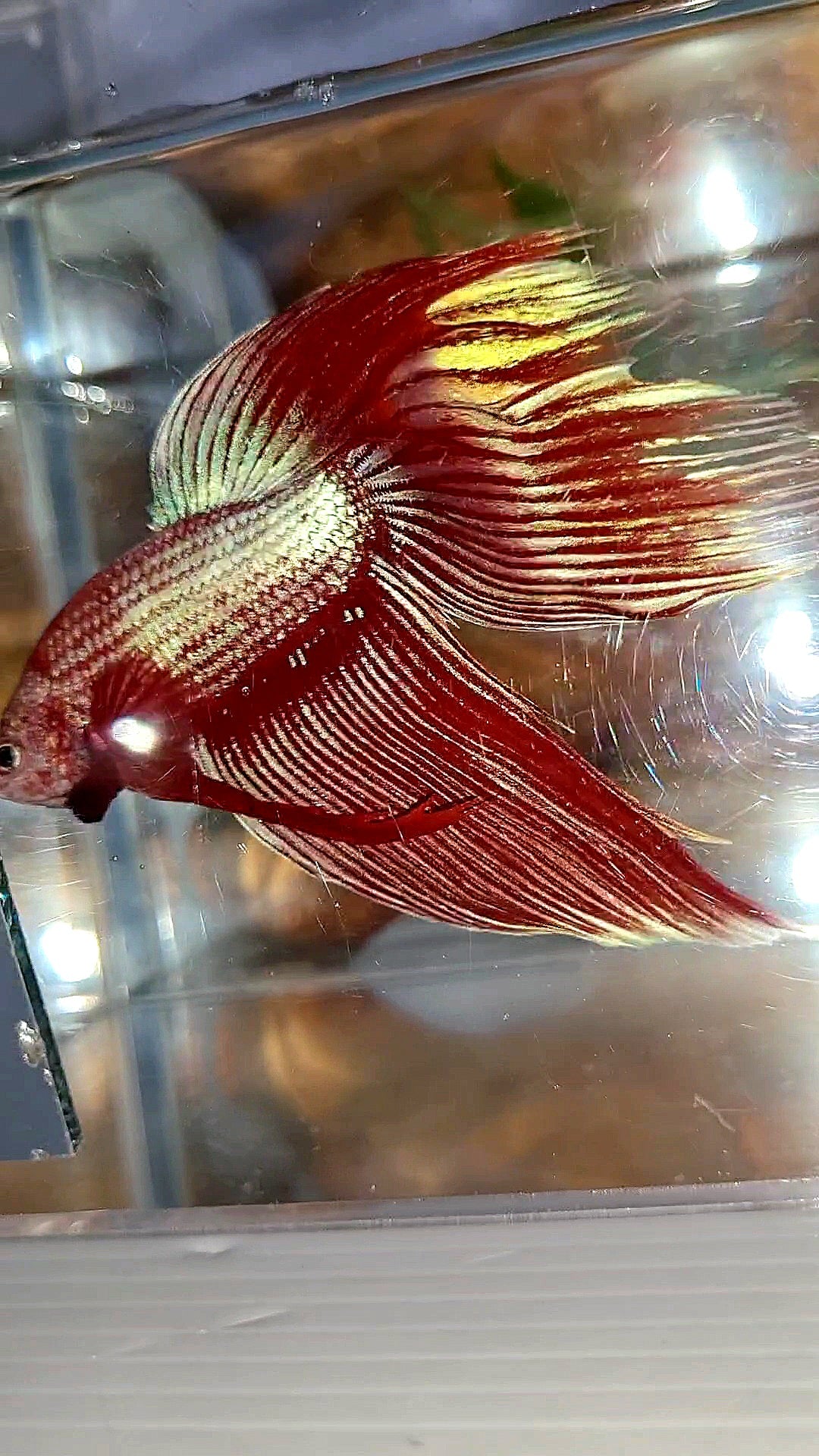 XL VEILTAIL MAGENTA UNICORN BETTA FISH