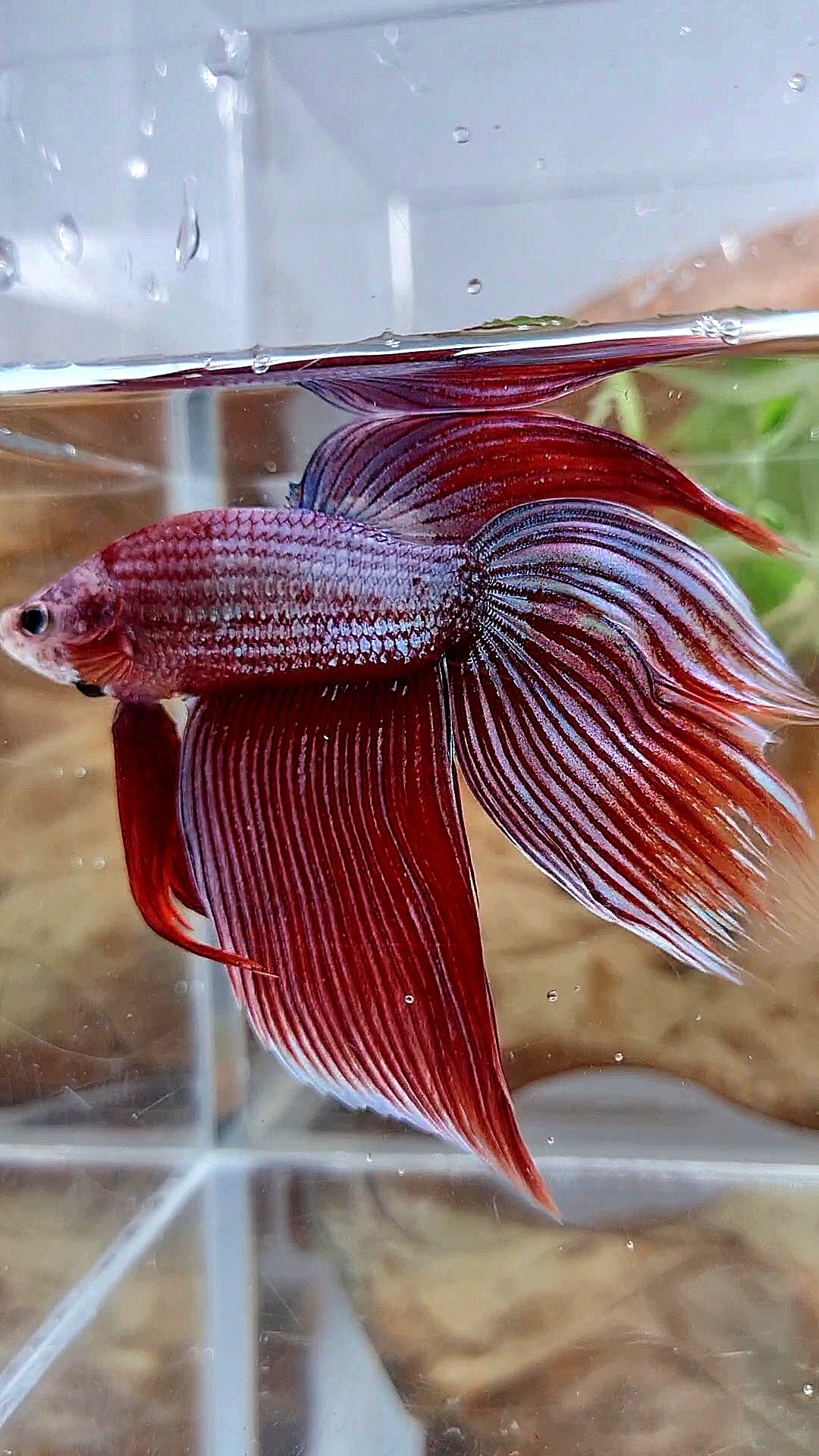XL VEILTAIL MAGENTA UNICORN BETTA FISH
