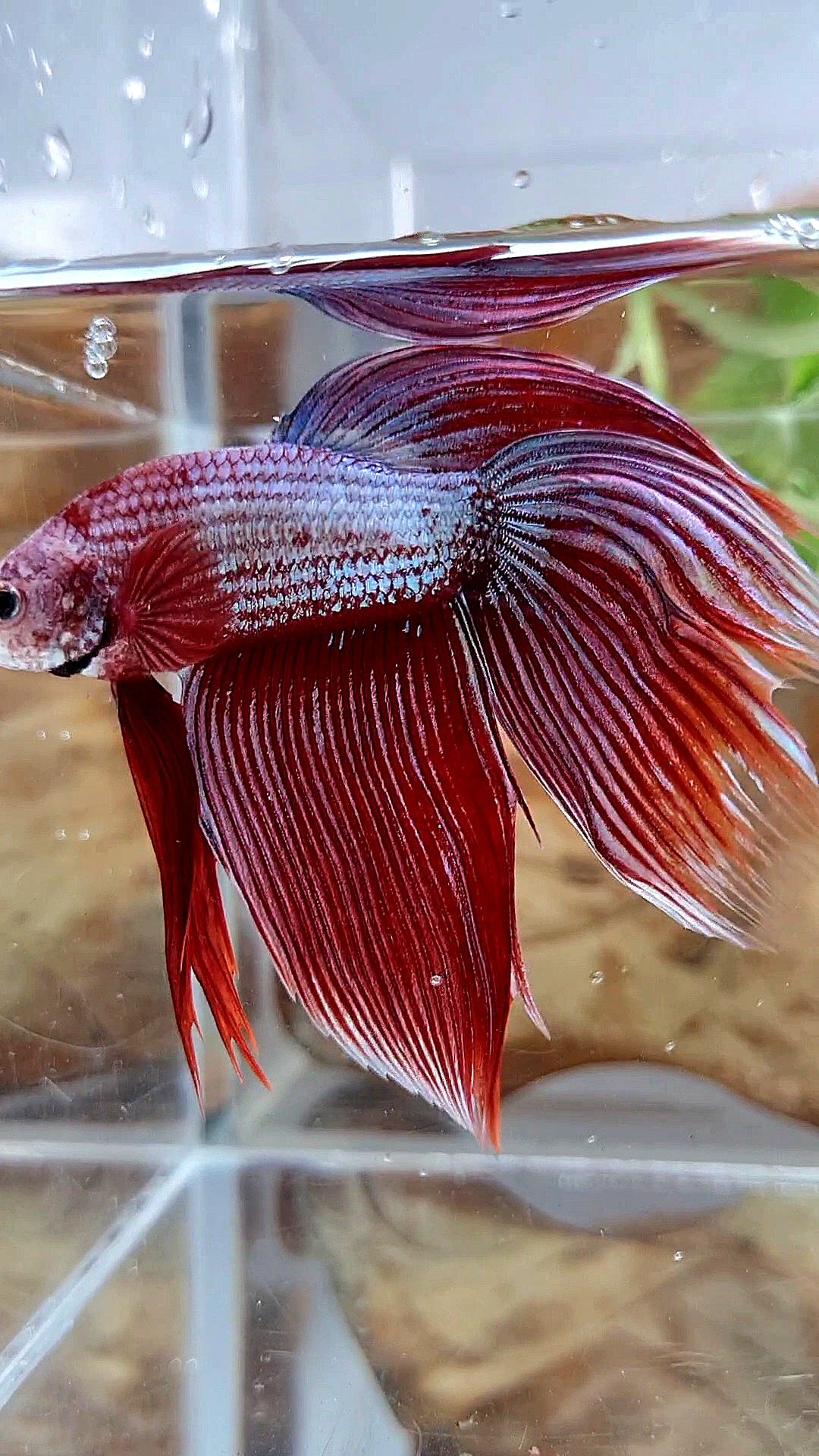 XL VEILTAIL MAGENTA UNICORN BETTA FISH