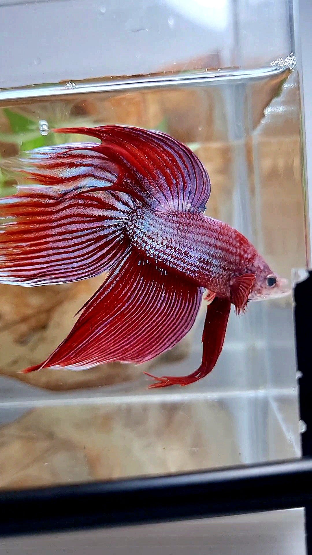 XL VEILTAIL MAGENTA UNICORN BETTA FISH