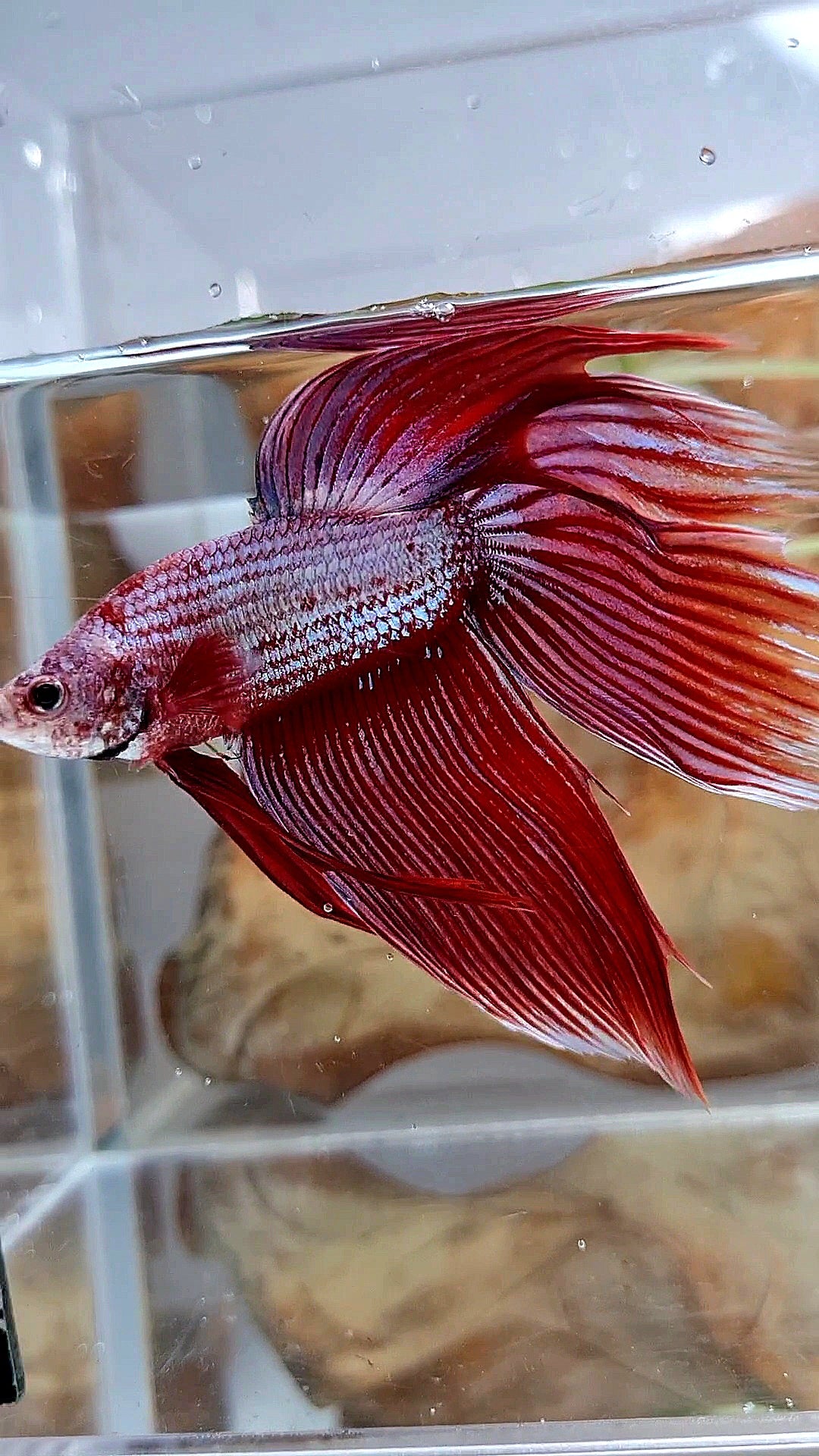XL VEILTAIL MAGENTA UNICORN BETTA FISH
