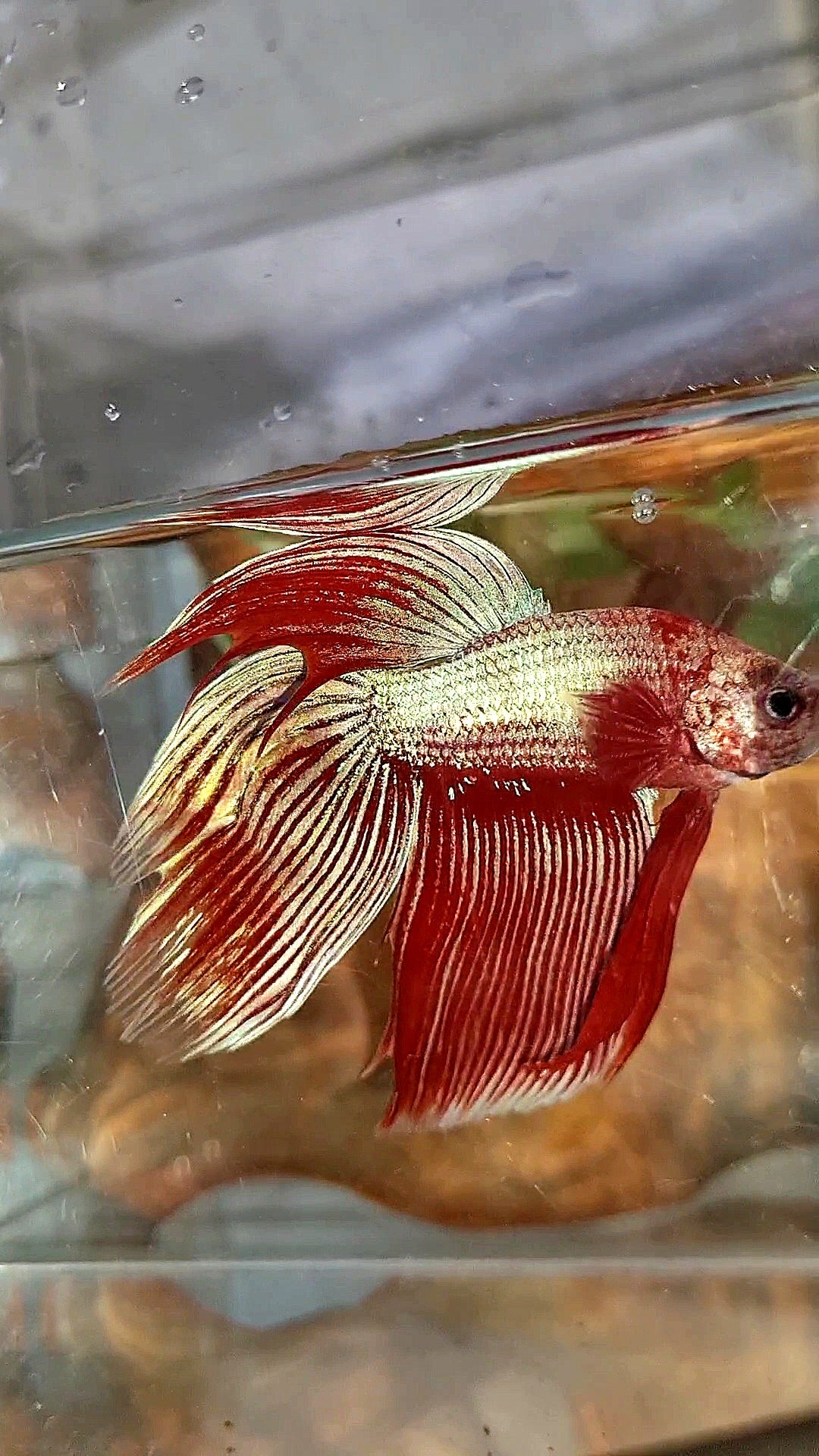 XL VEILTAIL MAGENTA UNICORN BETTA FISH