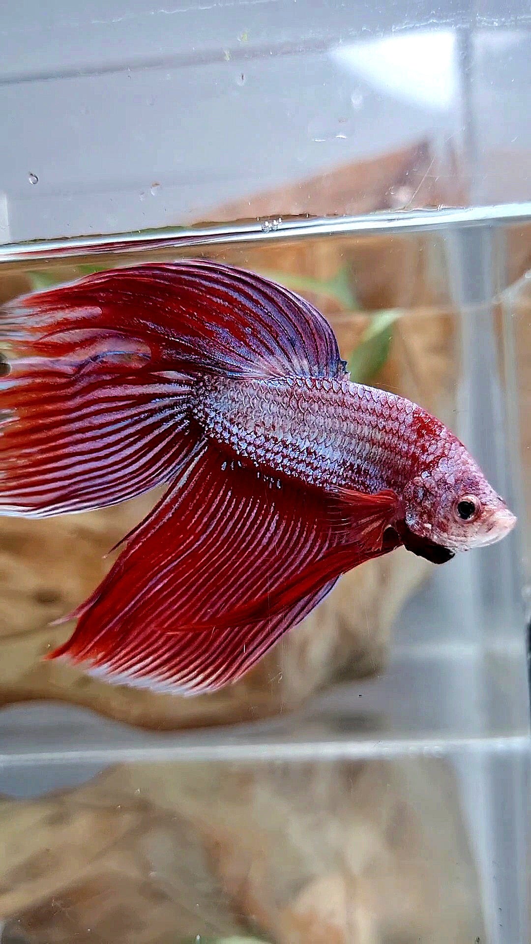 XL VEILTAIL MAGENTA UNICORN BETTA FISH