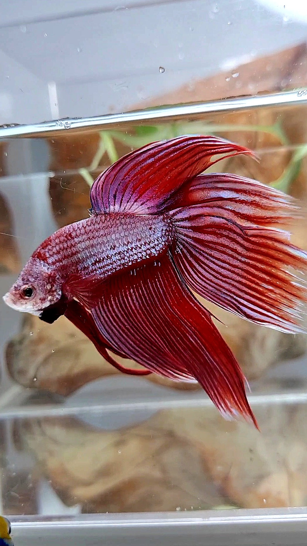 XL VEILTAIL MAGENTA UNICORN BETTA FISH