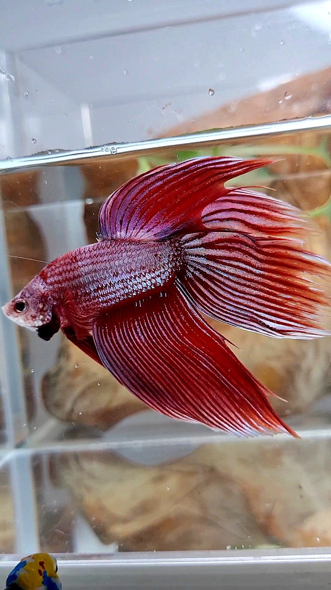 XL VEILTAIL MAGENTA UNICORN BETTA FISH
