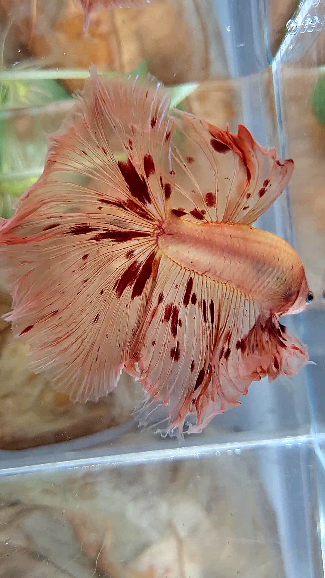 XL HALFMOON OVER ROSETAIL ARMAGEDDON BETTA FISH