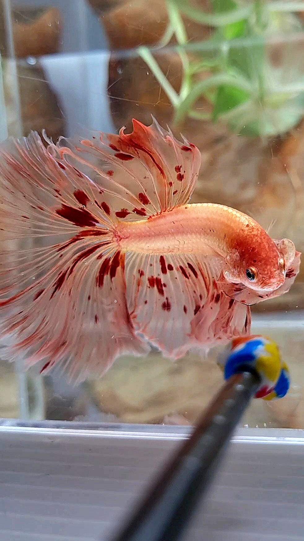 XL HALFMOON OVER ROSETAIL ARMAGEDDON BETTA FISH