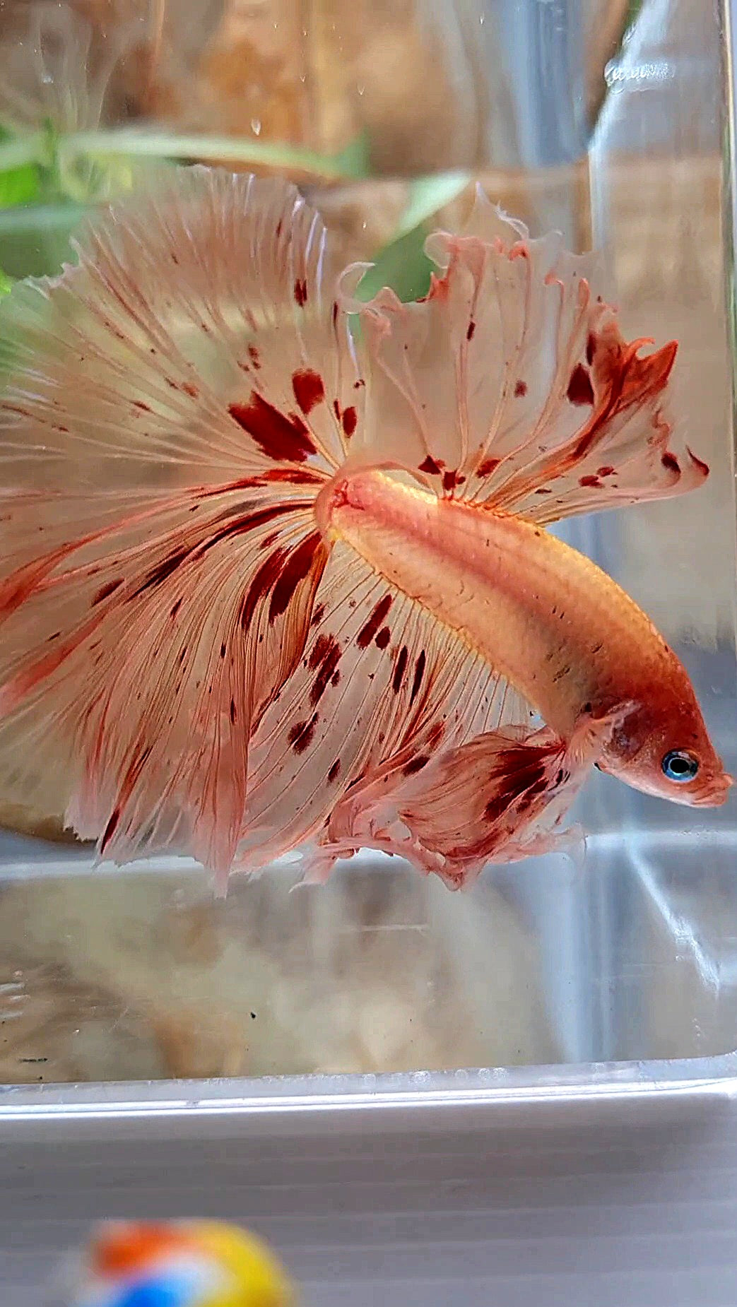 XL HALFMOON OVER ROSETAIL ARMAGEDDON BETTA FISH