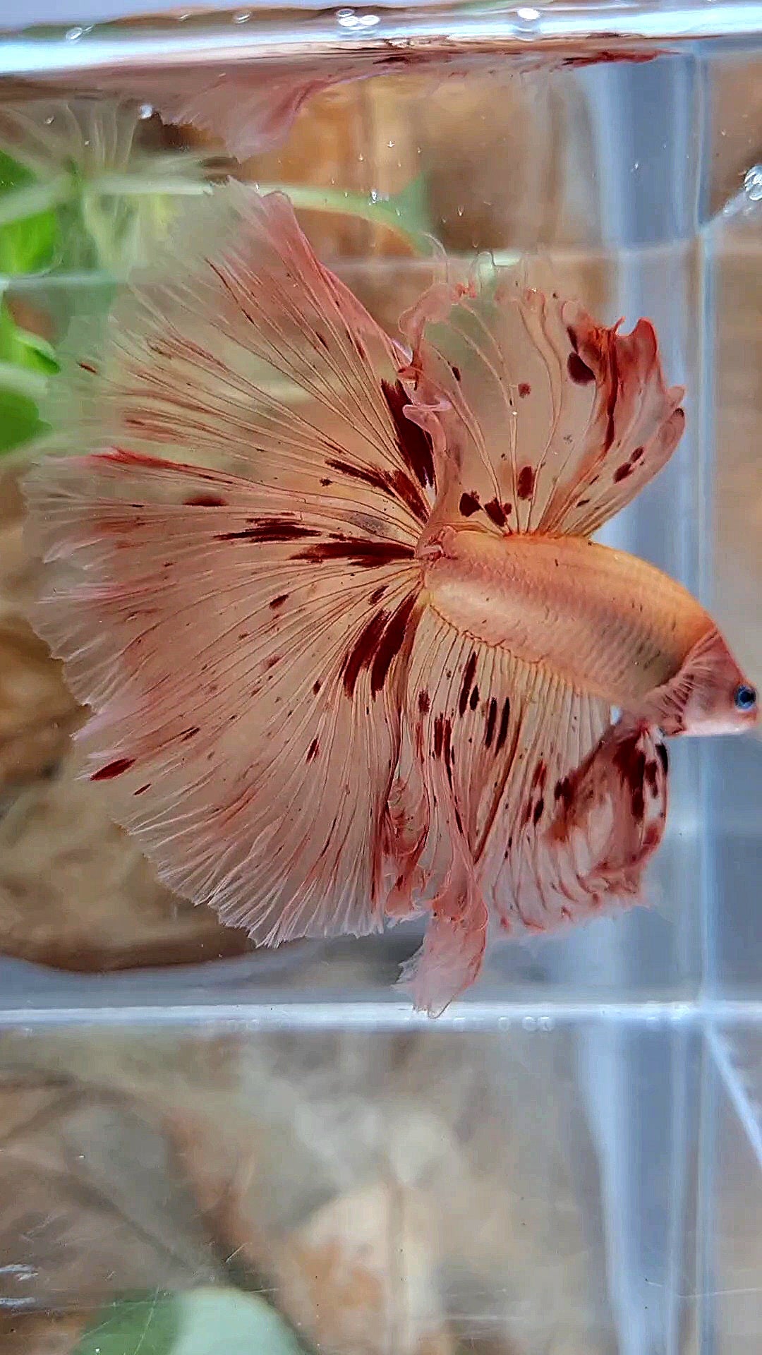 XL HALFMOON OVER ROSETAIL ARMAGEDDON BETTA FISH