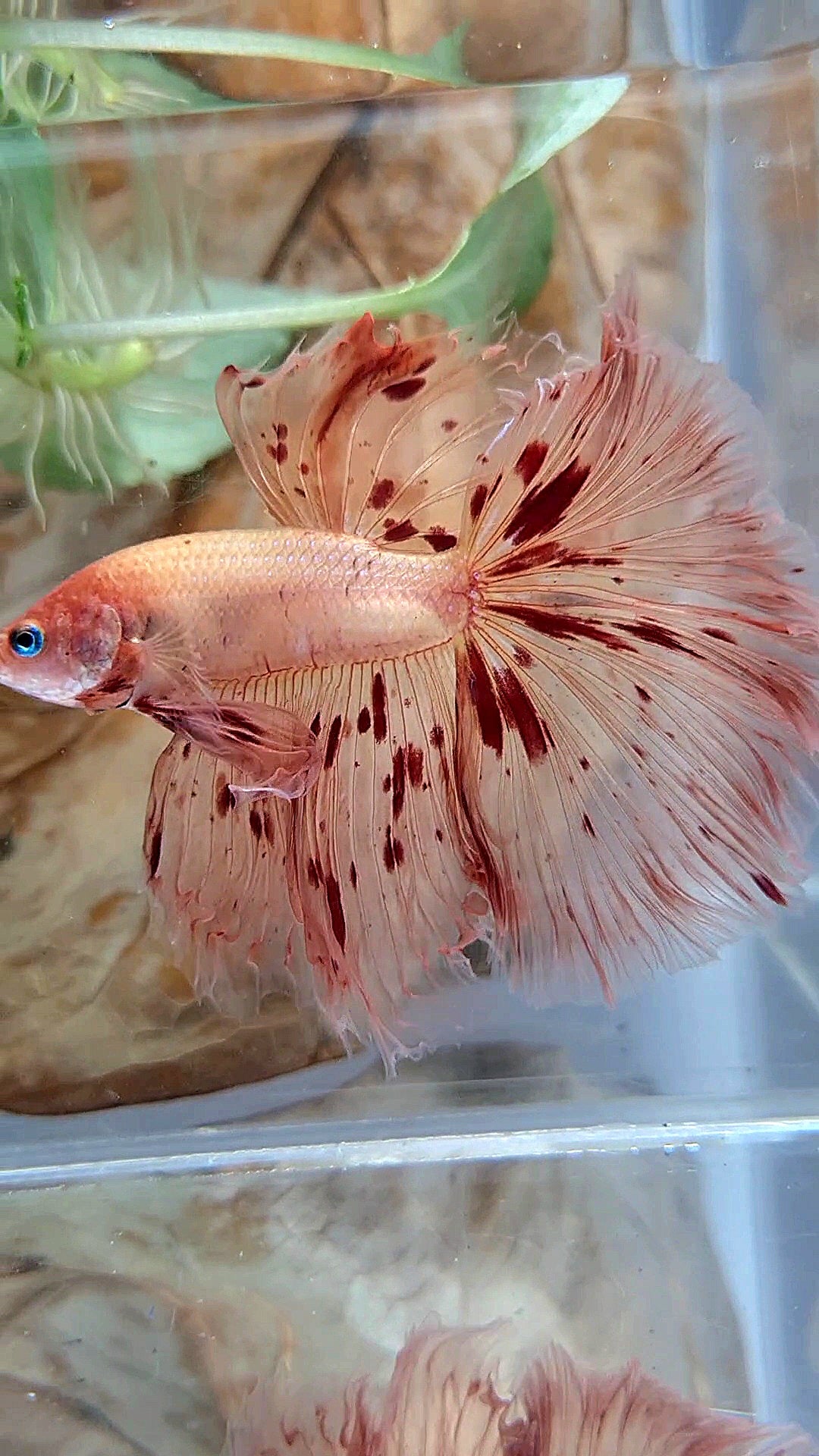 XL HALFMOON OVER ROSETAIL ARMAGEDDON BETTA FISH