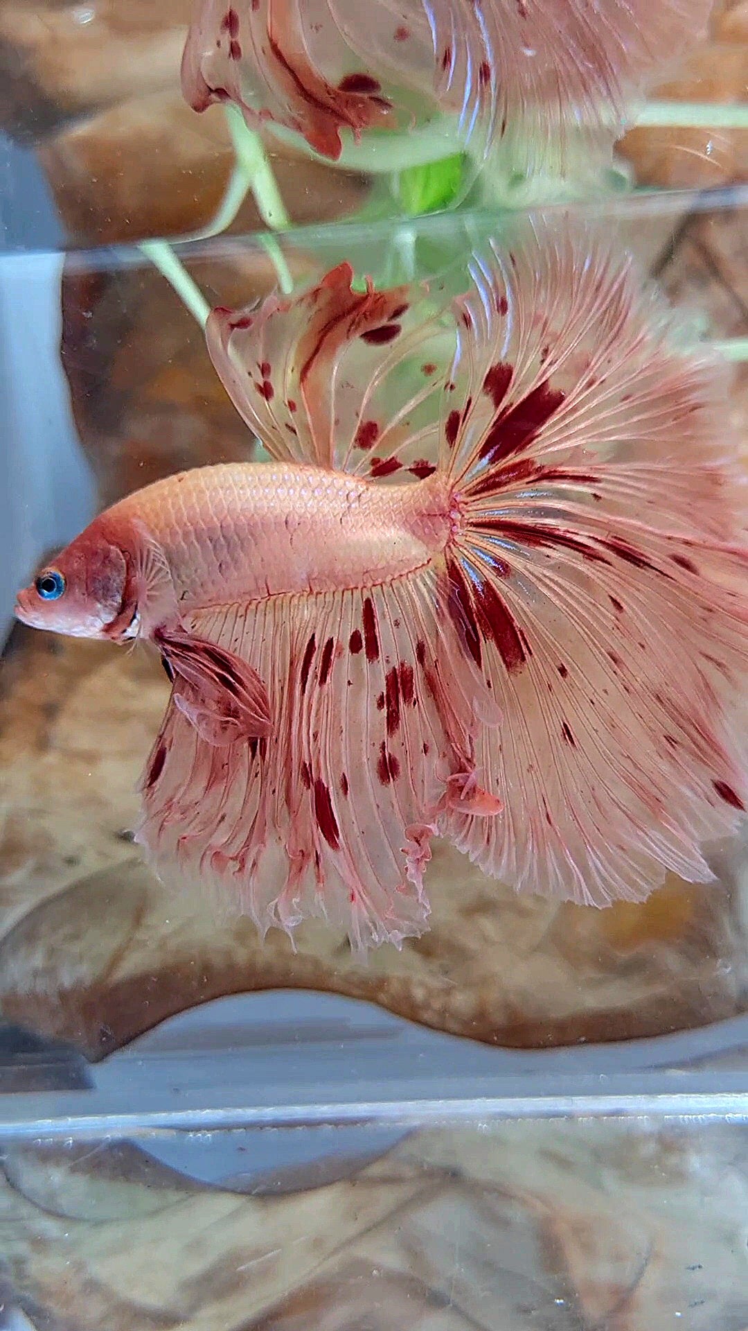 XL HALFMOON OVER ROSETAIL ARMAGEDDON BETTA FISH