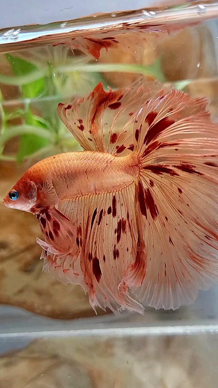 XL HALFMOON OVER ROSETAIL ARMAGEDDON BETTA FISH