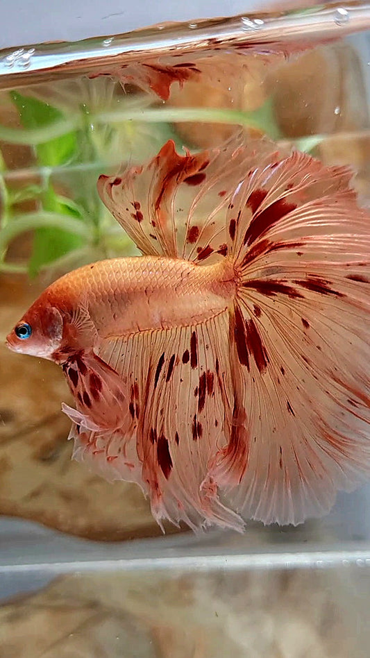 XL HALFMOON OVER ROSETAIL ARMAGEDDON BETTA FISH