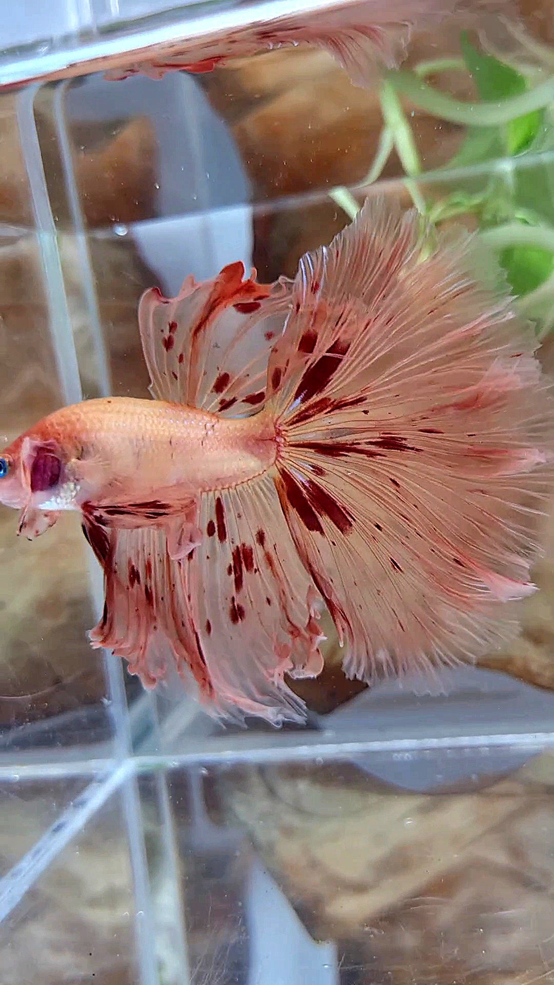 XL HALFMOON OVER ROSETAIL ARMAGEDDON BETTA FISH